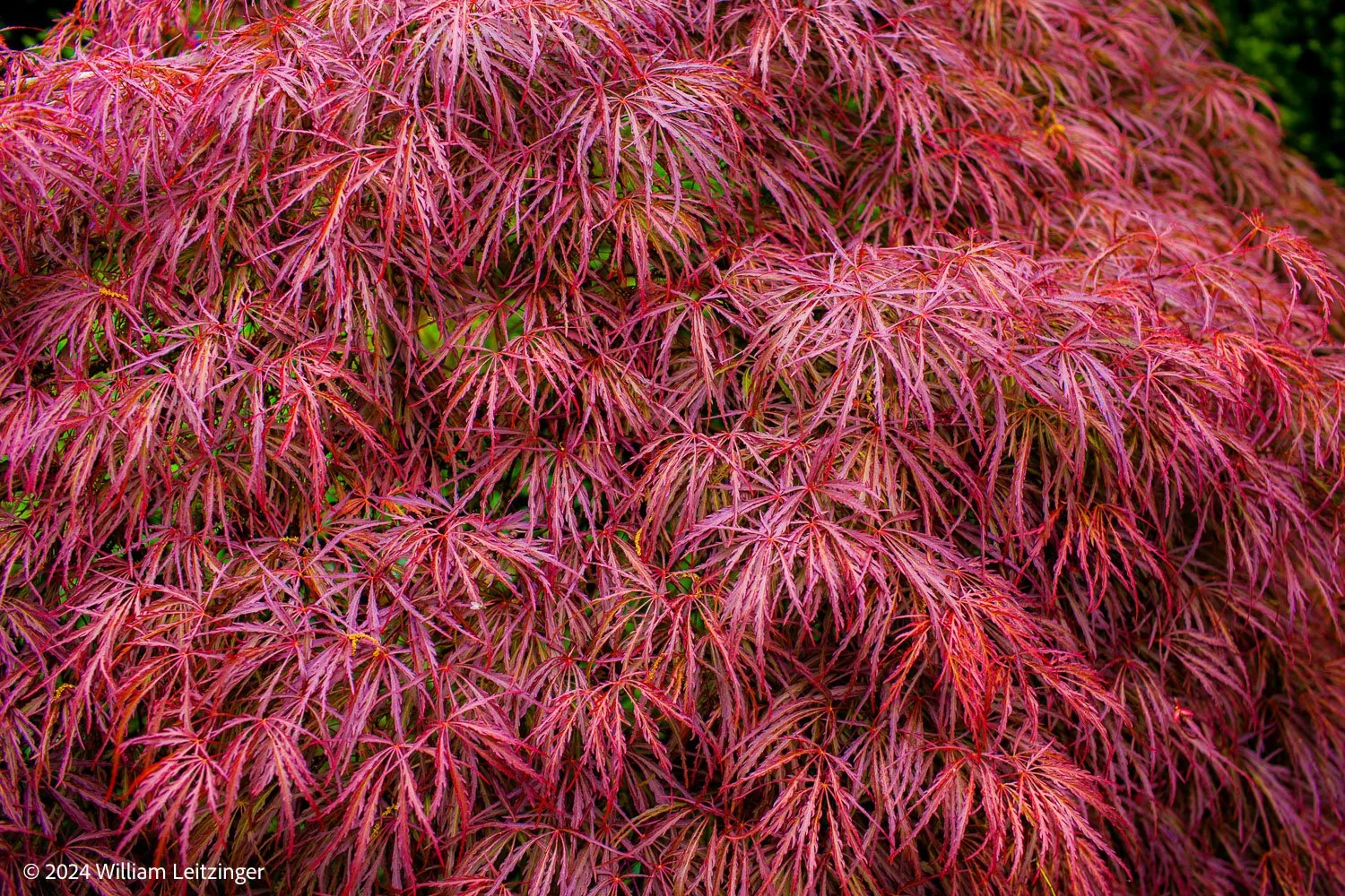 20110501-Nature-DE-Middletown-Pink_Bush-IMG_5867-(Copyright) copy.jpg