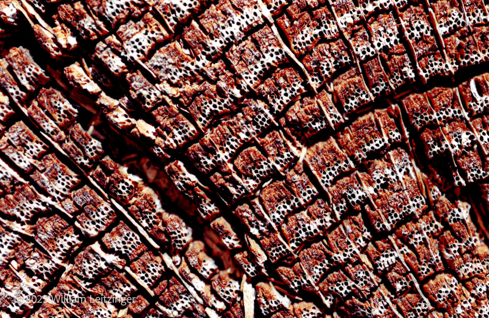 Tree Stump Pattern - smaller-(Copyright).jpg