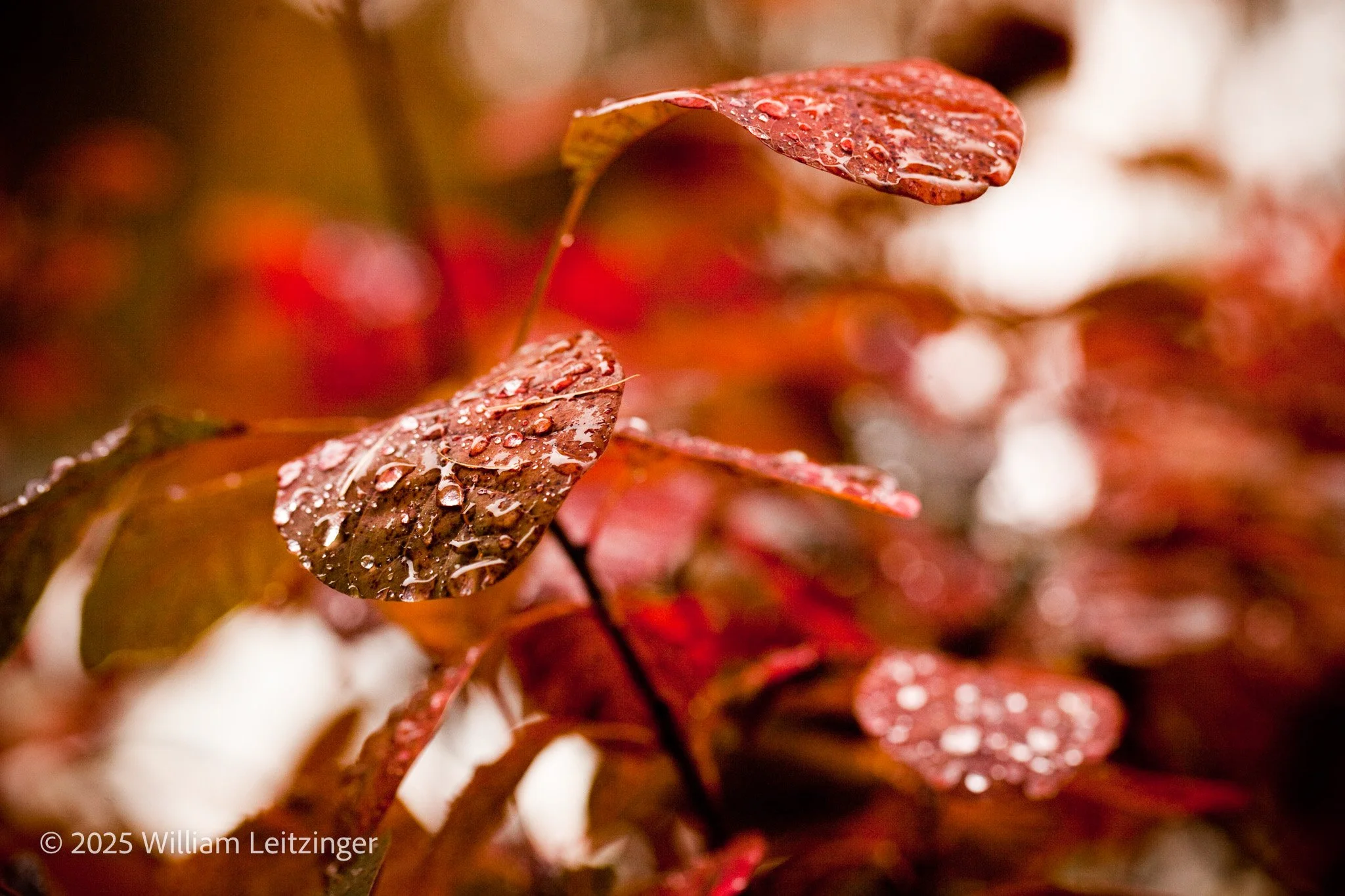 20101108-Nature-Austria-Bregenz-Brown_Leaves-01-(Copyright).jpg