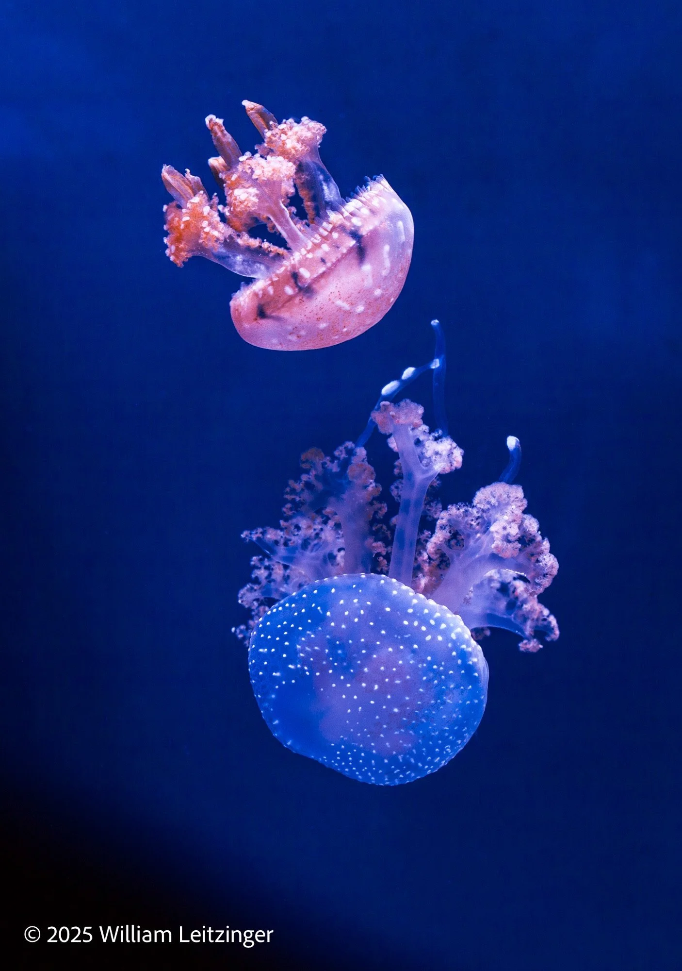 Jellyfish-(Copyright).jpg