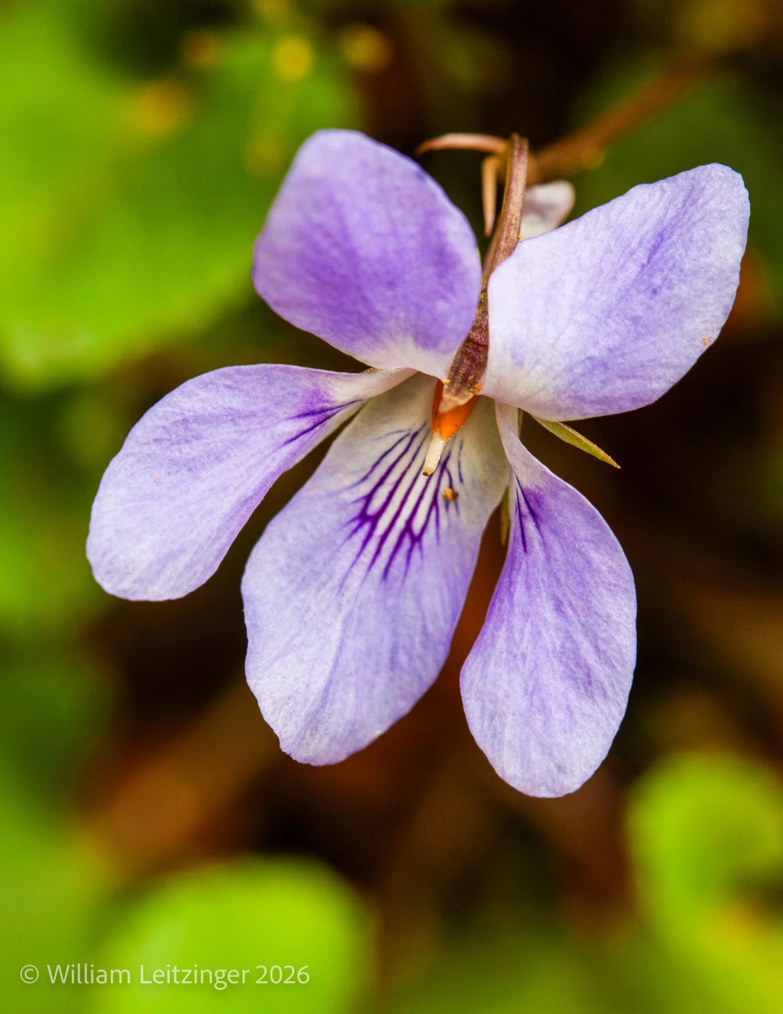 20100405-Nature-Flowers-Japan-Purple_Flower--5559-Cropped_8.5x11-(Copyright).jpg