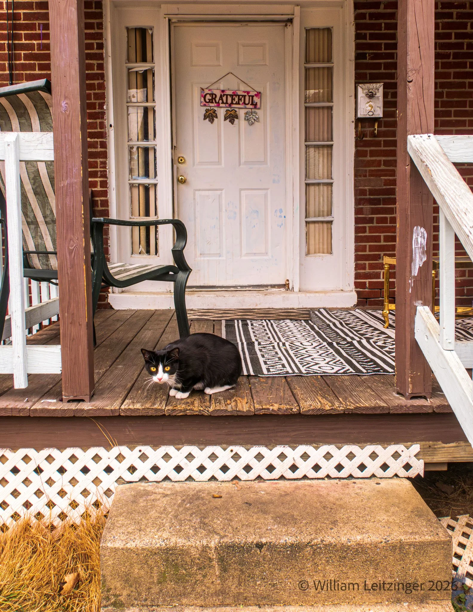 20230114-Urban-PA-Coatesville-Cat_on_a_Porch-01-Cropped_8x11-(Cropped).jpg