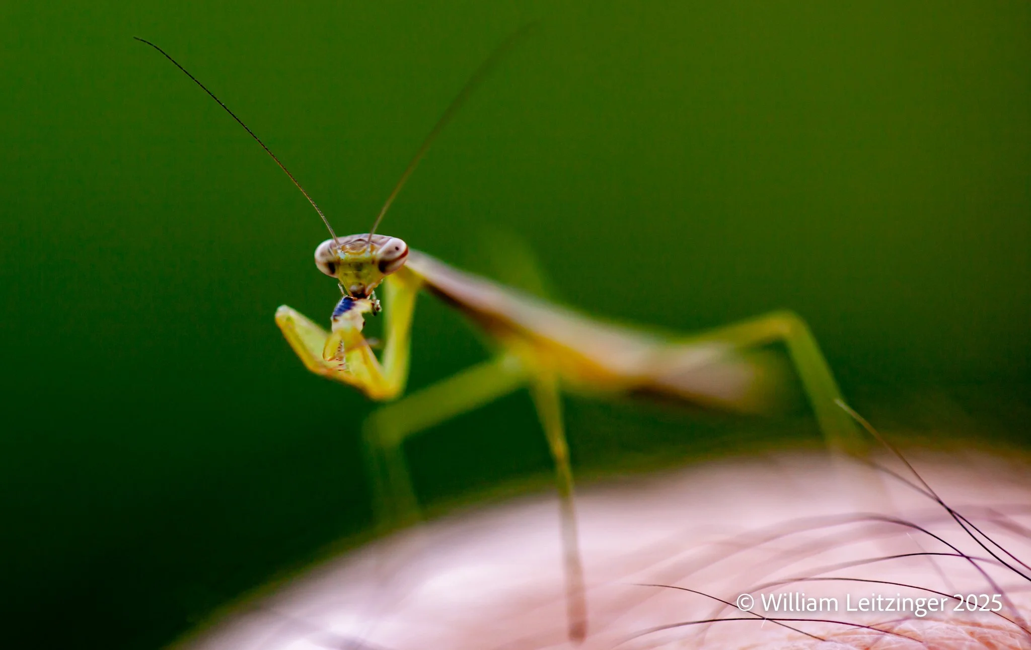 20210606-Macro-Insect-DE-Middletown-Praying_Mantis-01-(Copyright).jpg