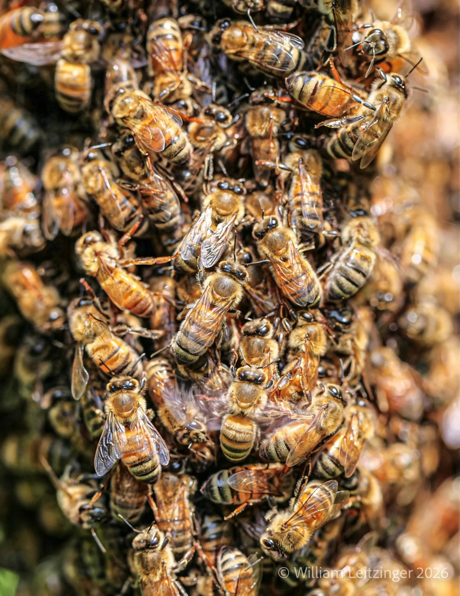 20100514-Nature-Insects-Honeybee_Swarm_Closeup-01-Cropped_8x11-Final_Edit-(Copyright).jpg