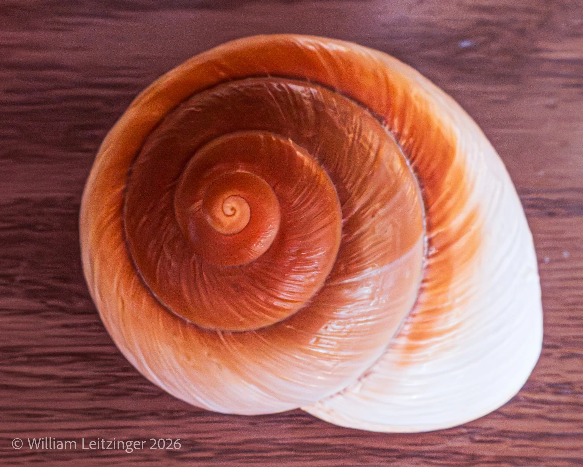 20180824-Nature-Macro-DE-Bethany_Beach-Seashell-01-(Copyright).jpg