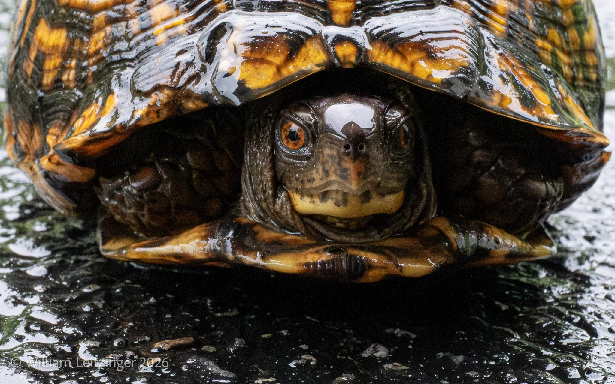 20260506-Nature-Animal-DE-Middletown-Box_Turtle_in_Driveway-27-Final_Edit_16x10-Closeup-2(Copyright).jpg