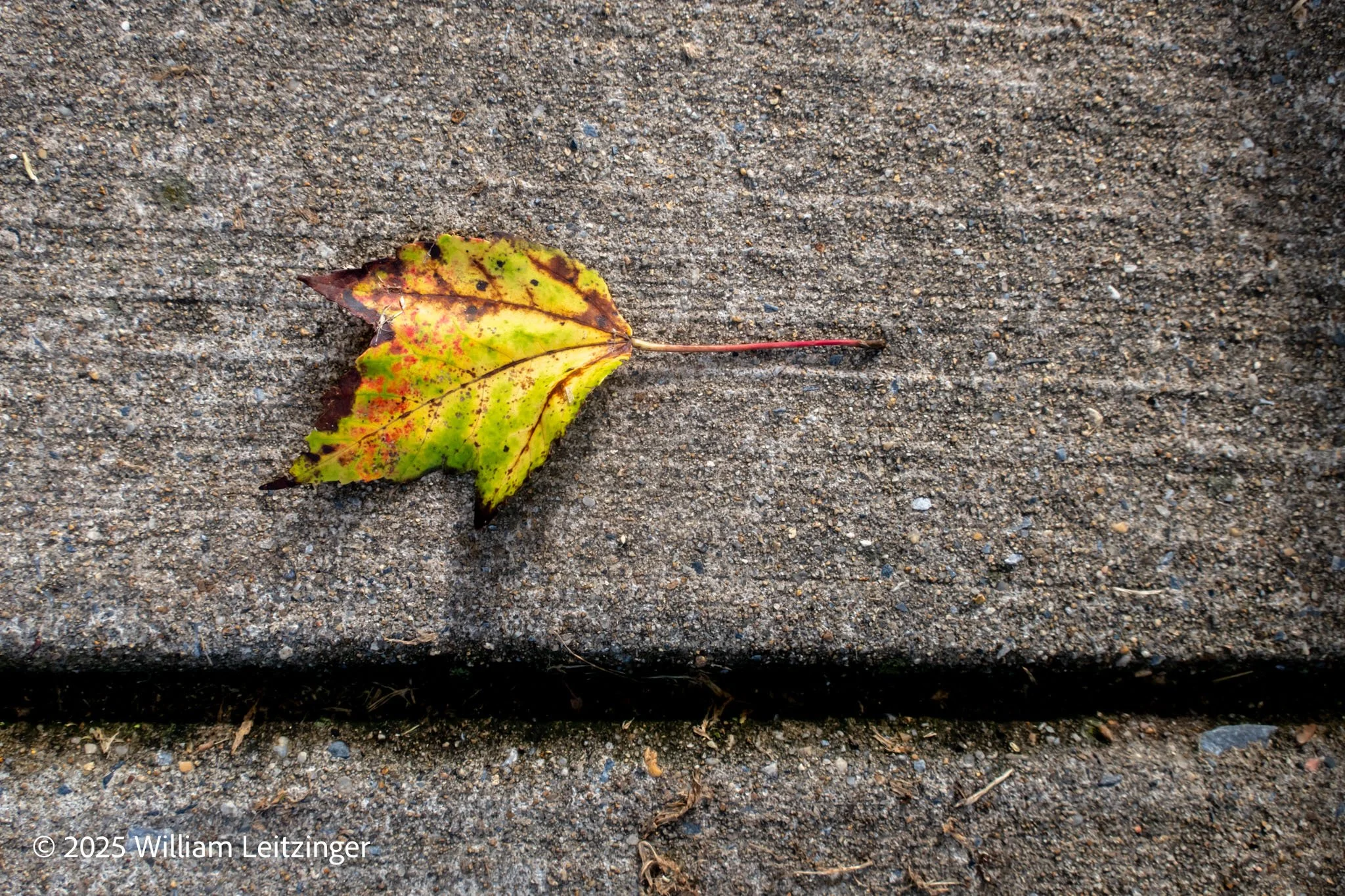 20230910-Nature-Still_Life-VA-Alexandria-Yellow_Leaf_on_Pavement-9171-Edit-(Copyright).jpg