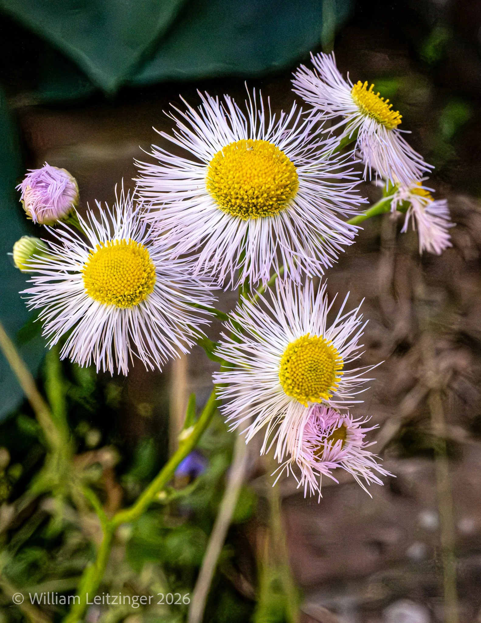 20260516-Nature-Flowers-DE-Middletown-White_Wild_Flowers-01-(Copyright).jpg