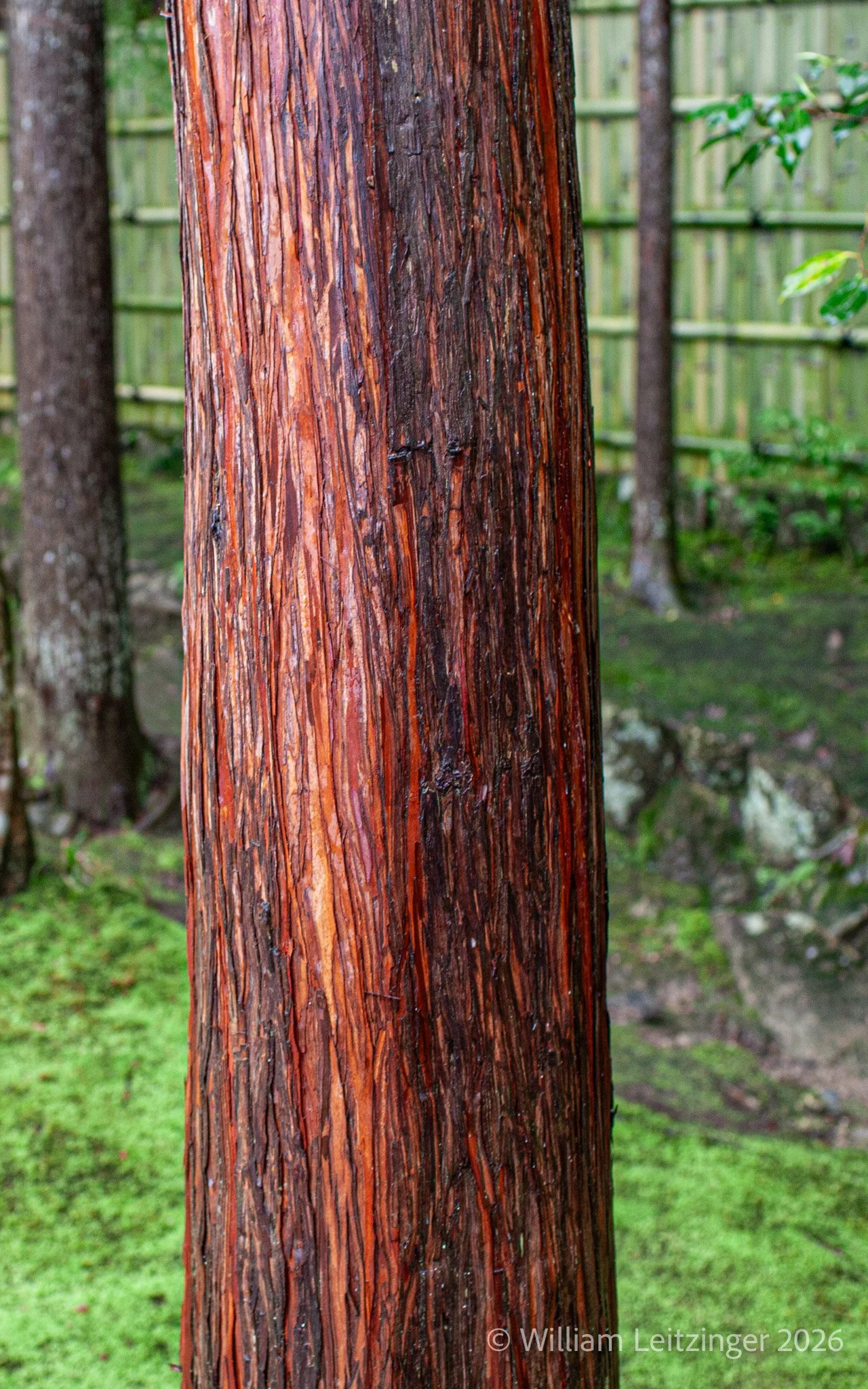 20100412-Nature-Abstract-Japan-Red_Tree_Trunk-4304-(Copyright).jpg