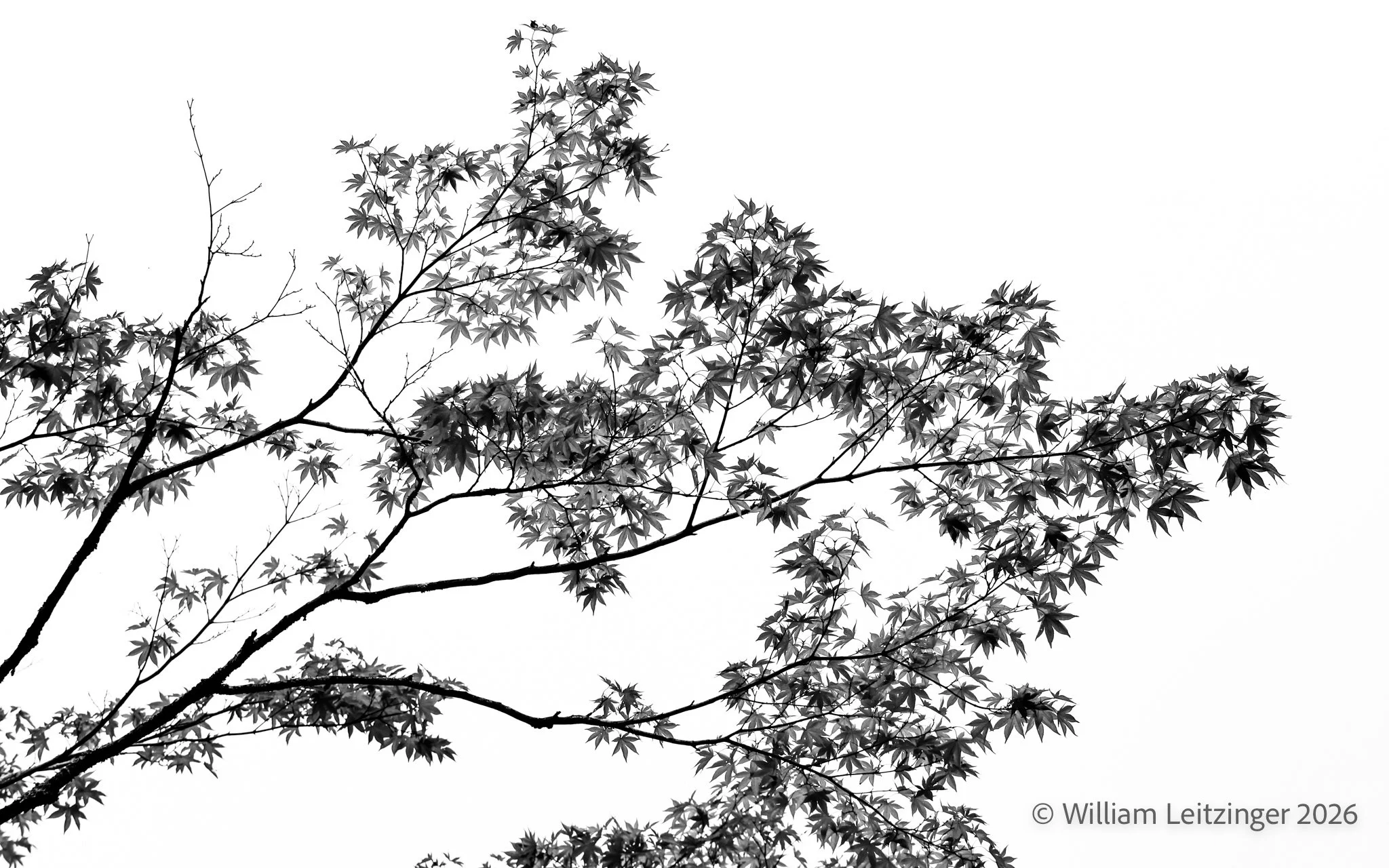 20131020-Nature-Japan-High_Contrast-Japanese_Maple_Tree_Leaves-9999-B&W-(Copyright).jpg