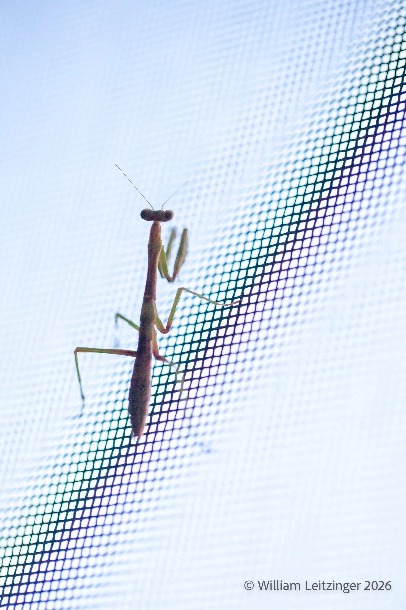 20190821-Nature-VA-Herndon-Young_Praying_Mantis-6682-(Copyright).jpg