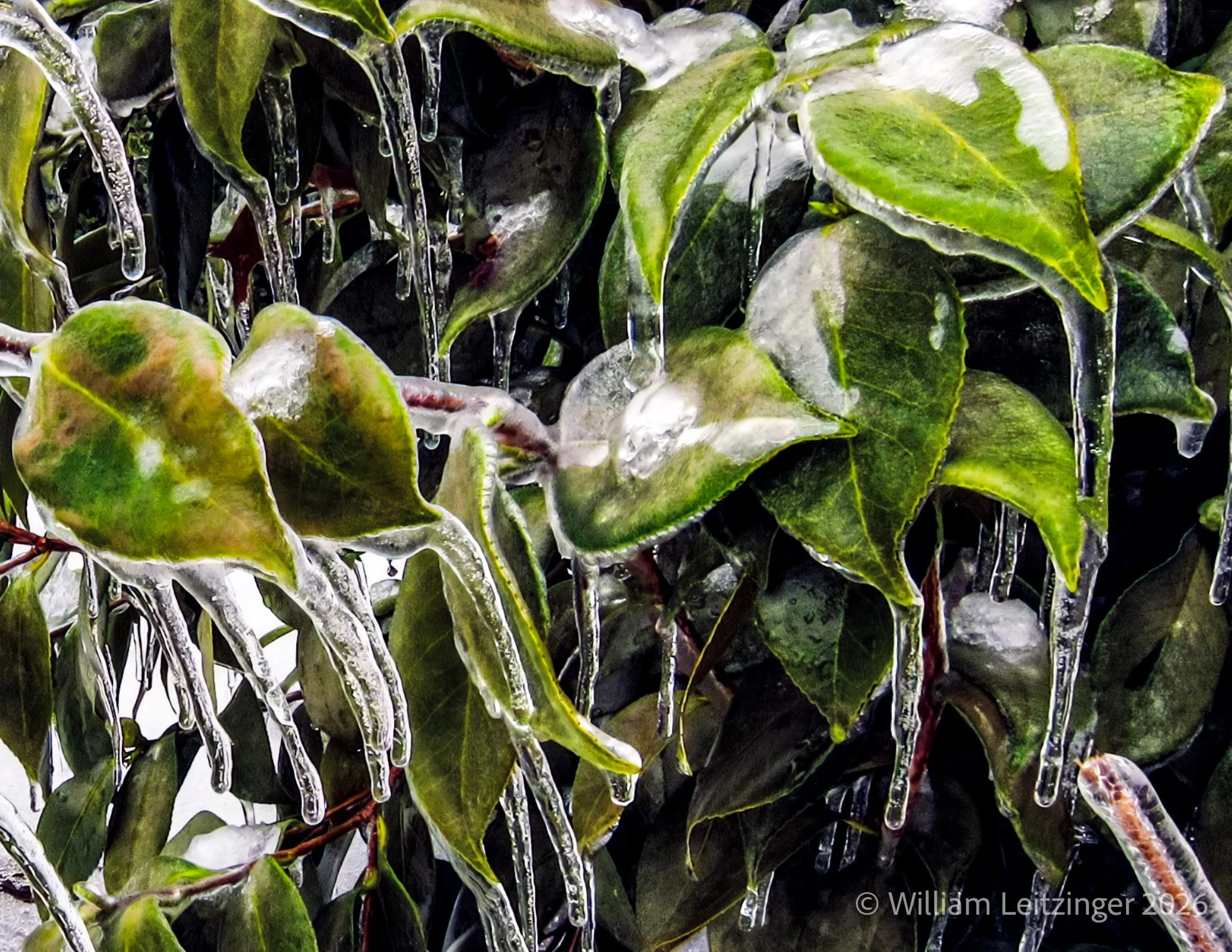 20131210-Nature-DE-Middletown-Ice_Covered_Green_Plant-1292-Photo_Enhancement-Cropped_8x11-(Copyright).jpg