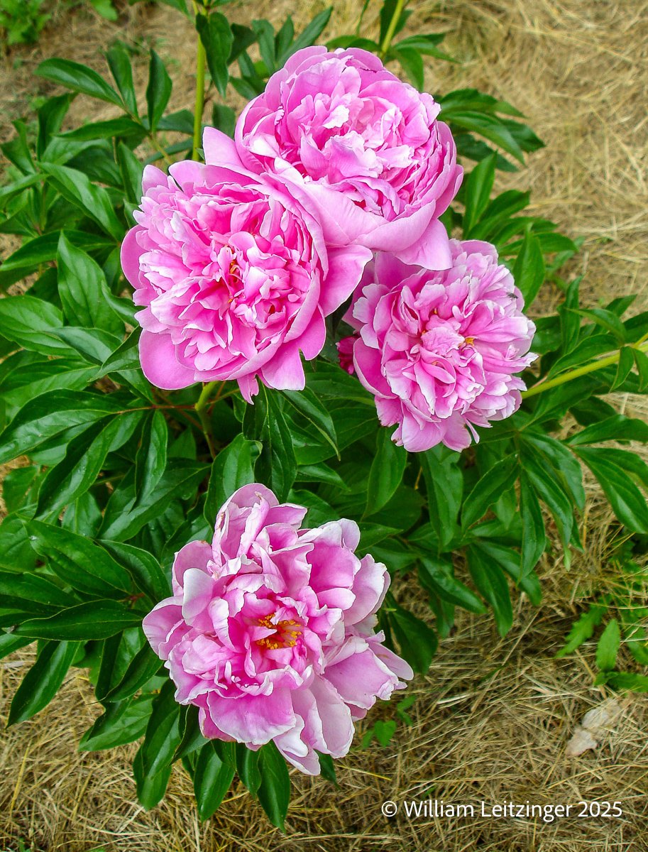 20070601-Nature-DE-Middletown-Pink Flowers-01-(Copyright).jpg