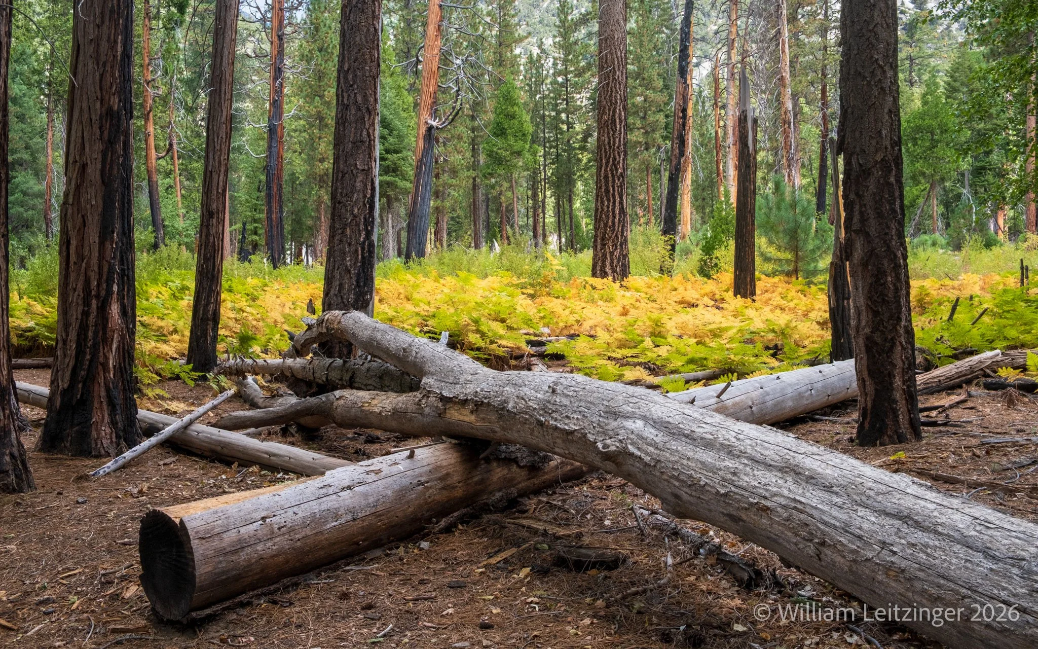 20241007-Travel-Vacation-Nature-Family-CA-Kings_Canyon_National_Park-9178-Cropped_16x10-2-(Copyright).jpg