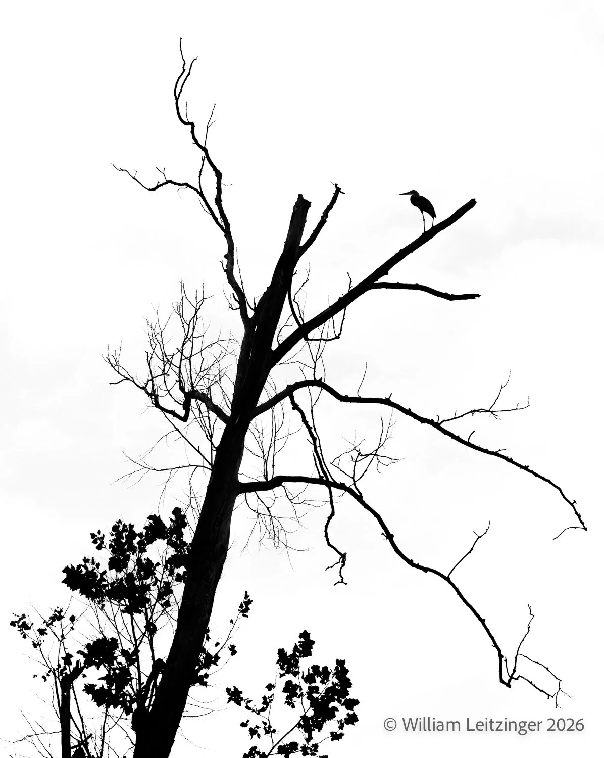 20150710-Nature-Bird-VA-Shenadoah_National_Park-Heron_in_Tree_Silouette-01-B&W-(Copyright).jpg
