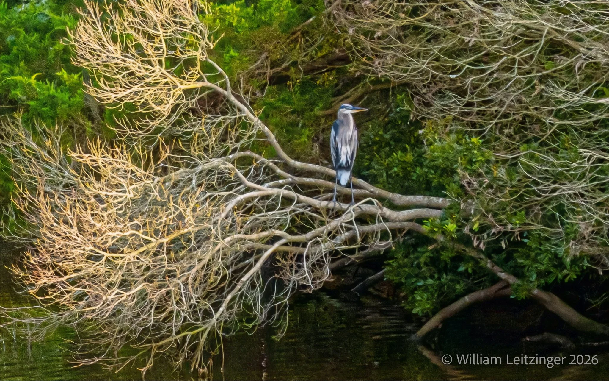20190817-Nature-Bird-Animal-DE-Bethany_Beach-Great_Blue_Heron-4631-Cropped_16x10-Photo_Enhancement-Final_Edit-(Copyright) copy.jpg
