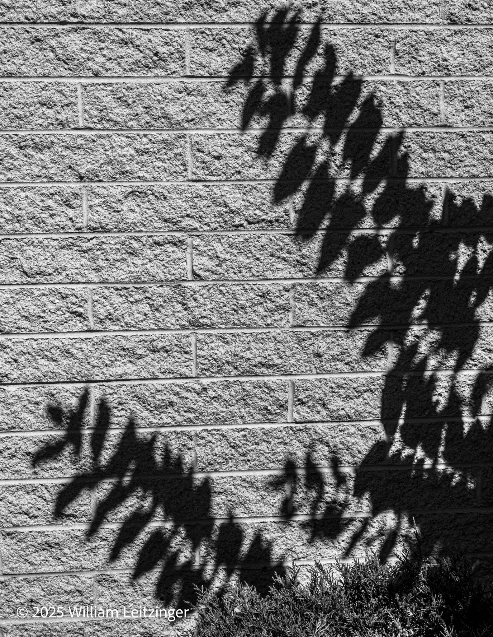 200250904-Abstract-DE-Newark-Bush_Shadow_on_Stone_wall-B&W-Cropped-Final-(Copyright).jpg