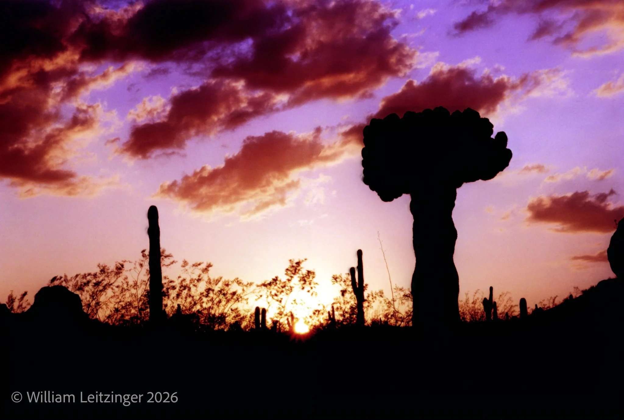 20030325-Nature-Phoeniz-AZ-Cactus_in_Shadow_Sunset-01-Final_Edit-(Copyright).jpg