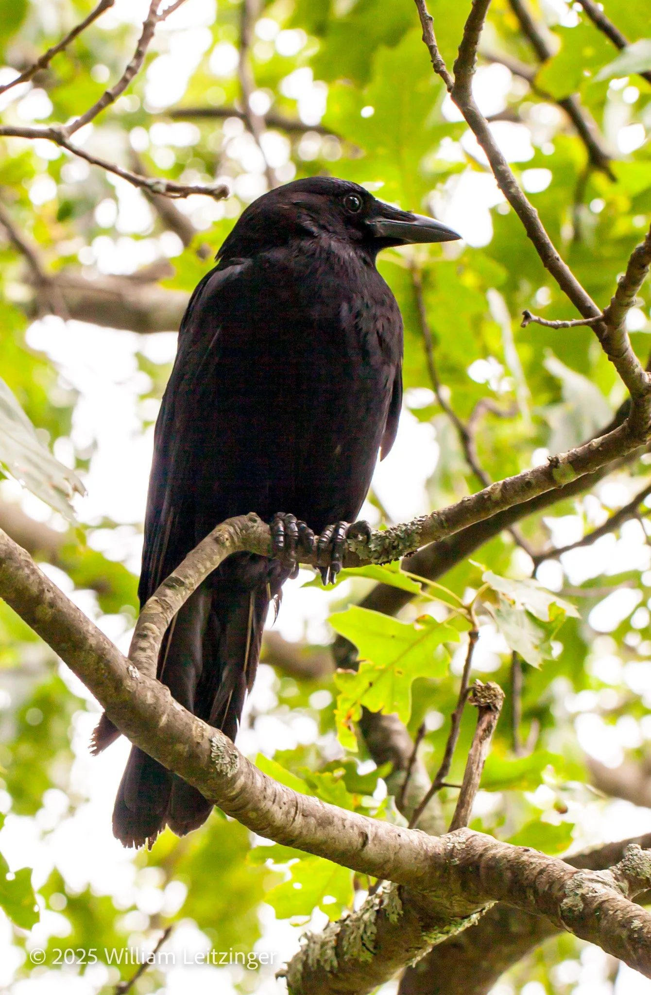 20150709-Animal-Bird-IMG_1031-(Copyright).jpg