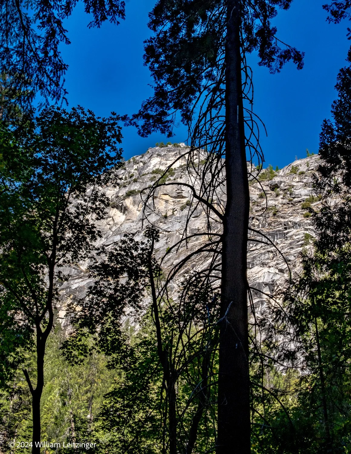 20241011-Landscape-CA-Yosemite_National_Park-El_Capitan_&_Tree_in_+Shadow-01(Copyright).jpg