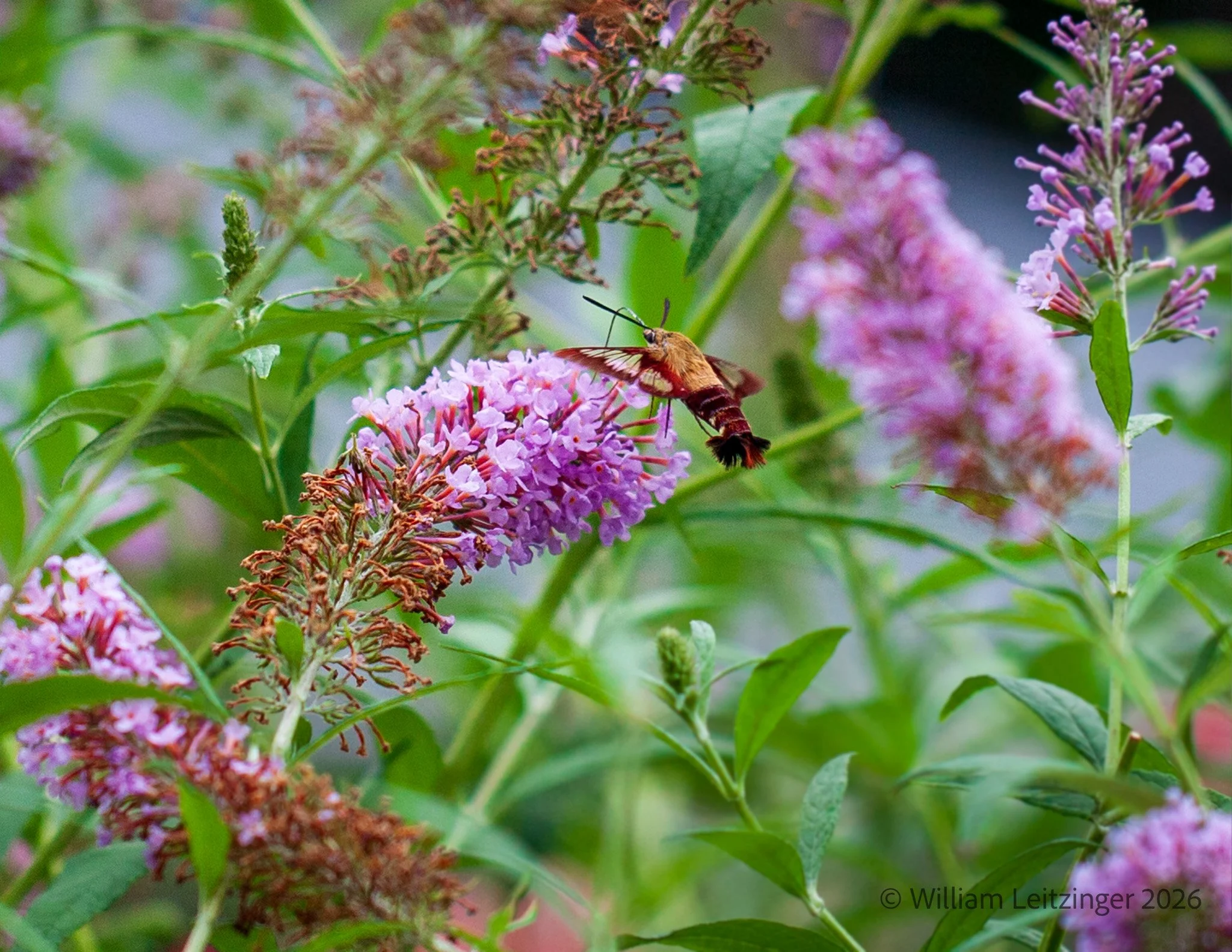20110803-Nature-Birds-Flowers-DE-Dover-Hummingbird_Moth_Drinking_from_Flower-6435-Cropped_8x11-(Copyright) copy.jpg