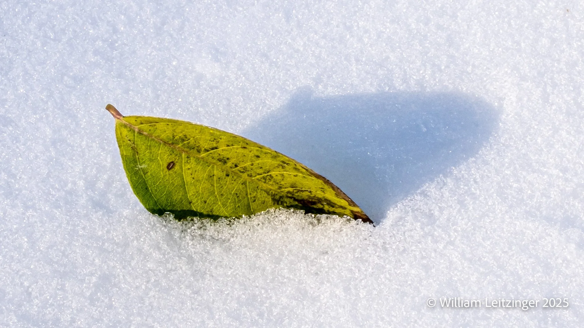 20250107-Nature-DE-Middletown-Green_Leaf_in_Snow-(taken_with_30mm_Macro_Lens)-01-(Copyright).jpg