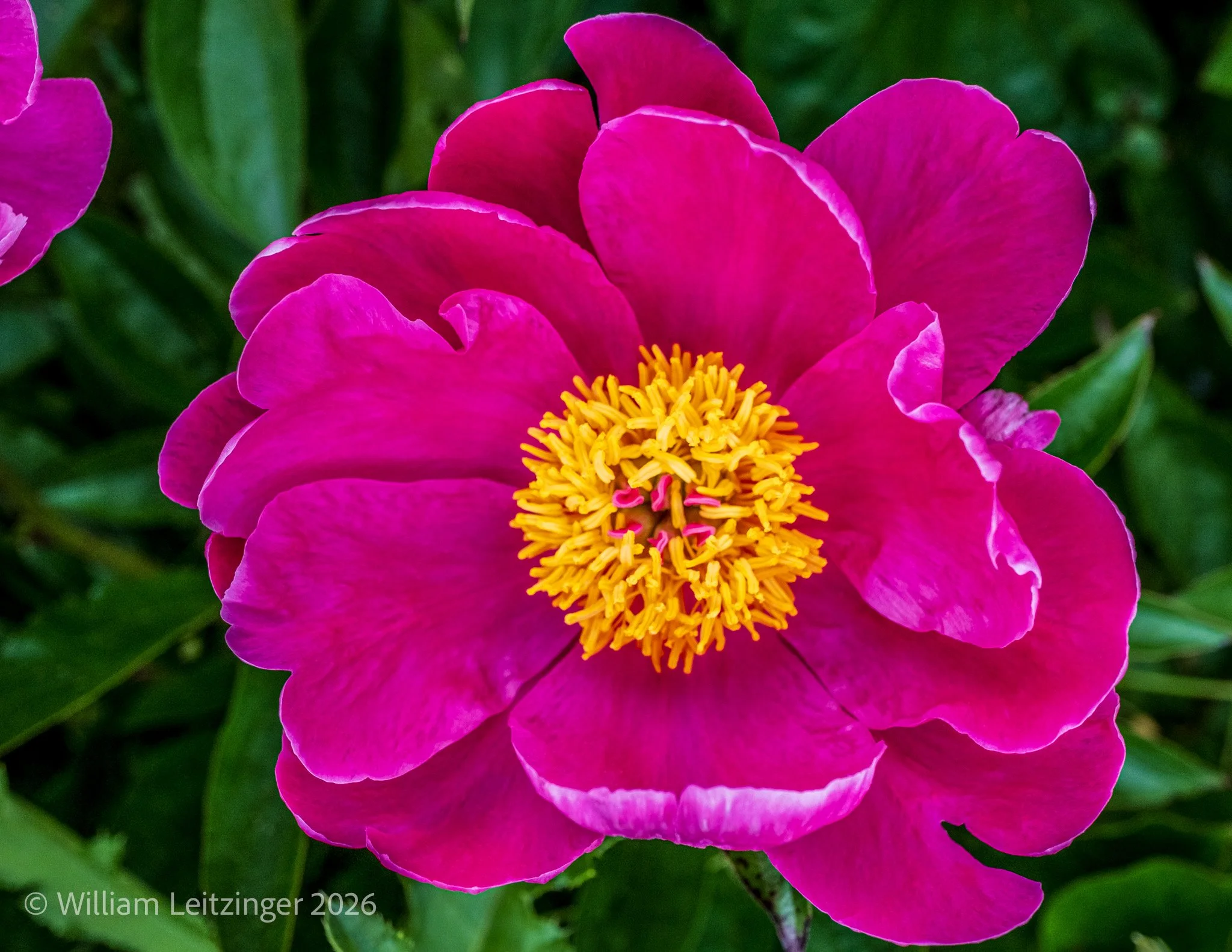 20260510-Nature-Flower-Macro-DE-Middletown-Peony_Flower-44-Cropped-8x11-Final_Edit-(Copyright).jpg