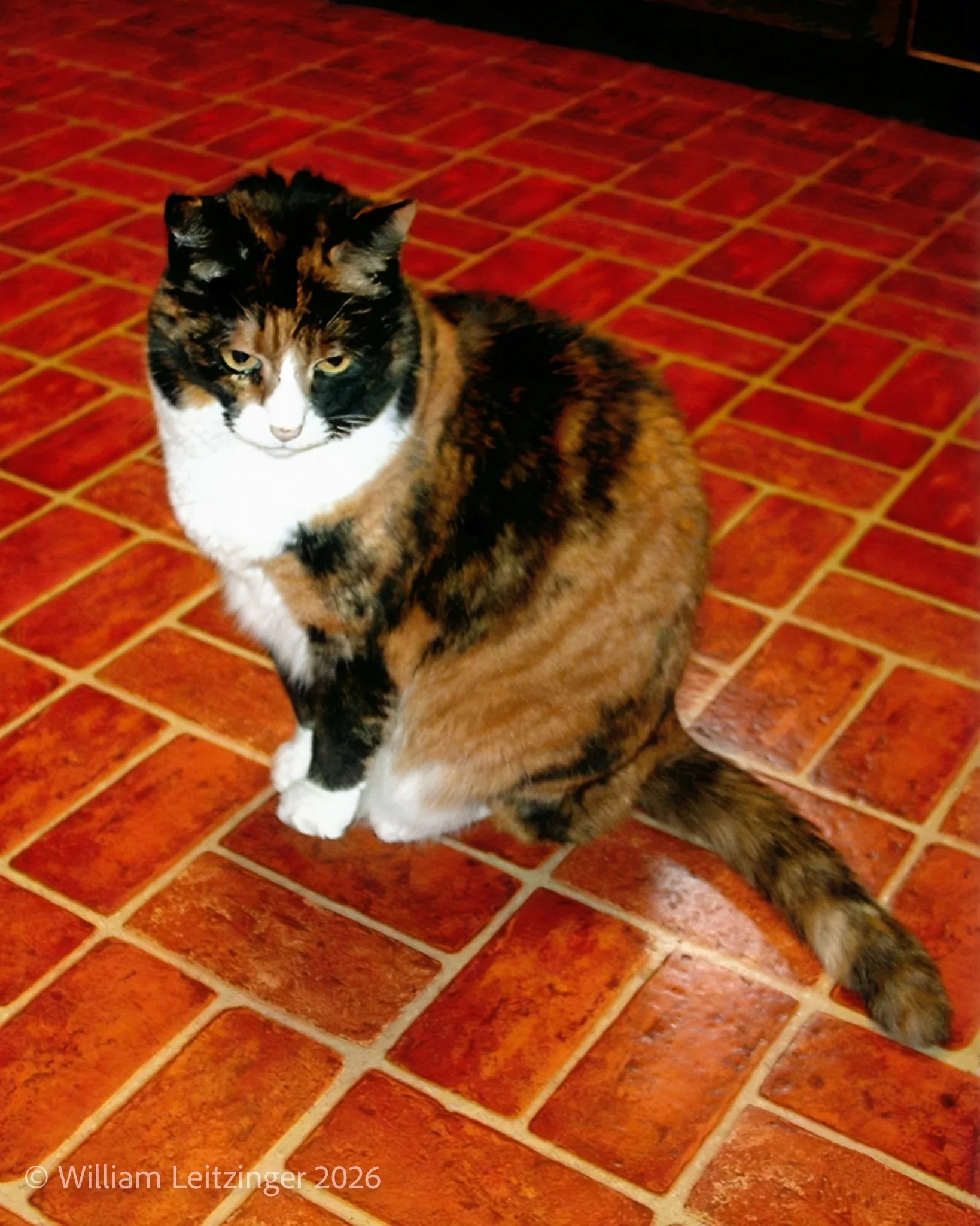 20060121-Cat-Animal-Portrait-DE-Dover-Chelsea_the_Cat_Posing-02-Cropped_8x10-(Copyright).jpg