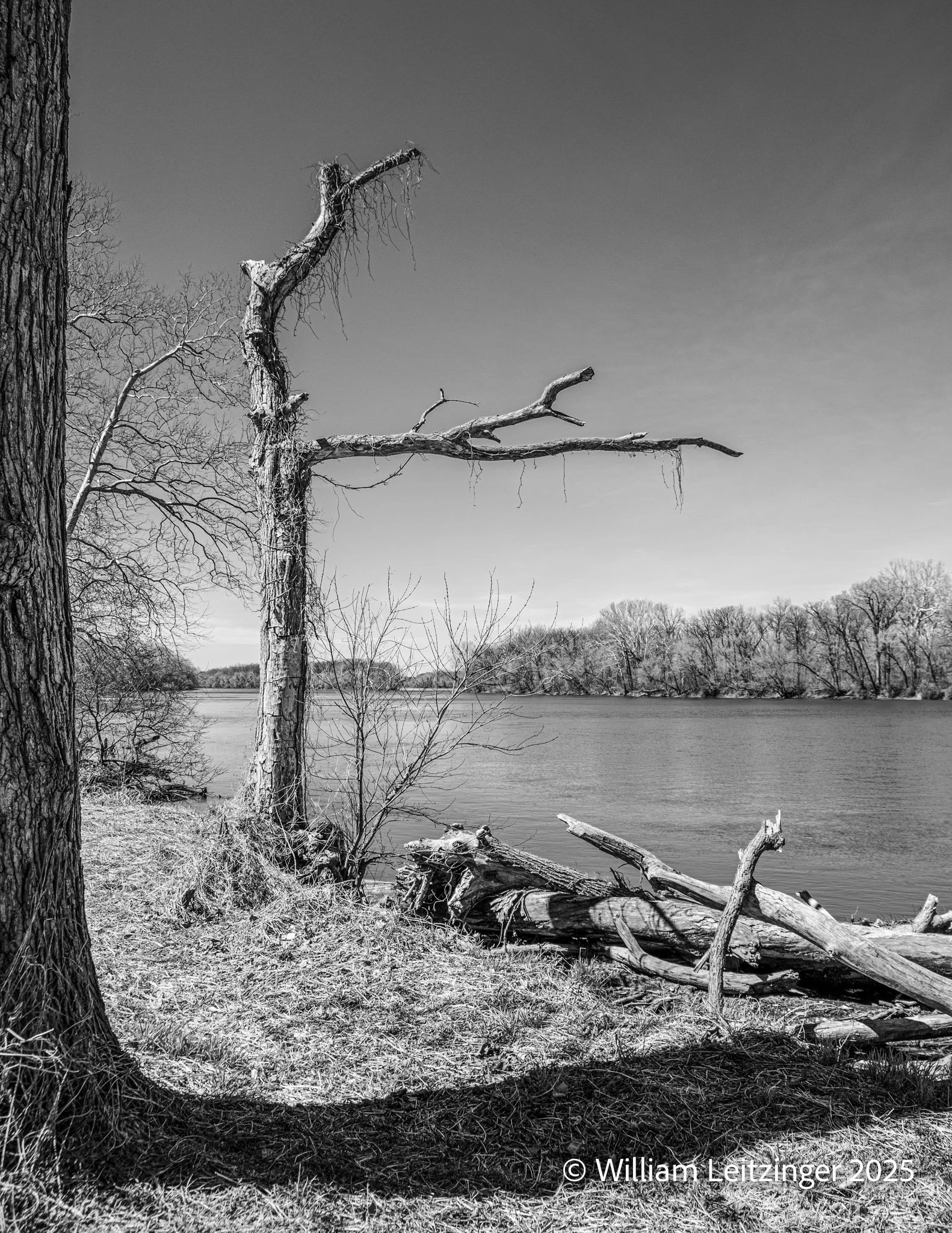 20260329-Nature-VA-Sterling-Algonkian_Regional_Park-Dead_Tree_by_the_Potomac_River-01-B&W-Final_Edit-(Copyright).jpg
