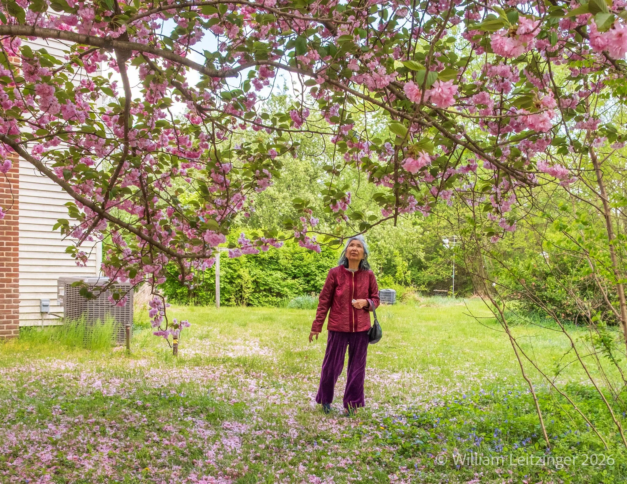 20260420-Nature-Family-DE-Middletown-Toshiko_Leitzinger_Under_Cherry_Tree_Blossoms-01-Cropped_8x11-Final-(Copyright).jpg
