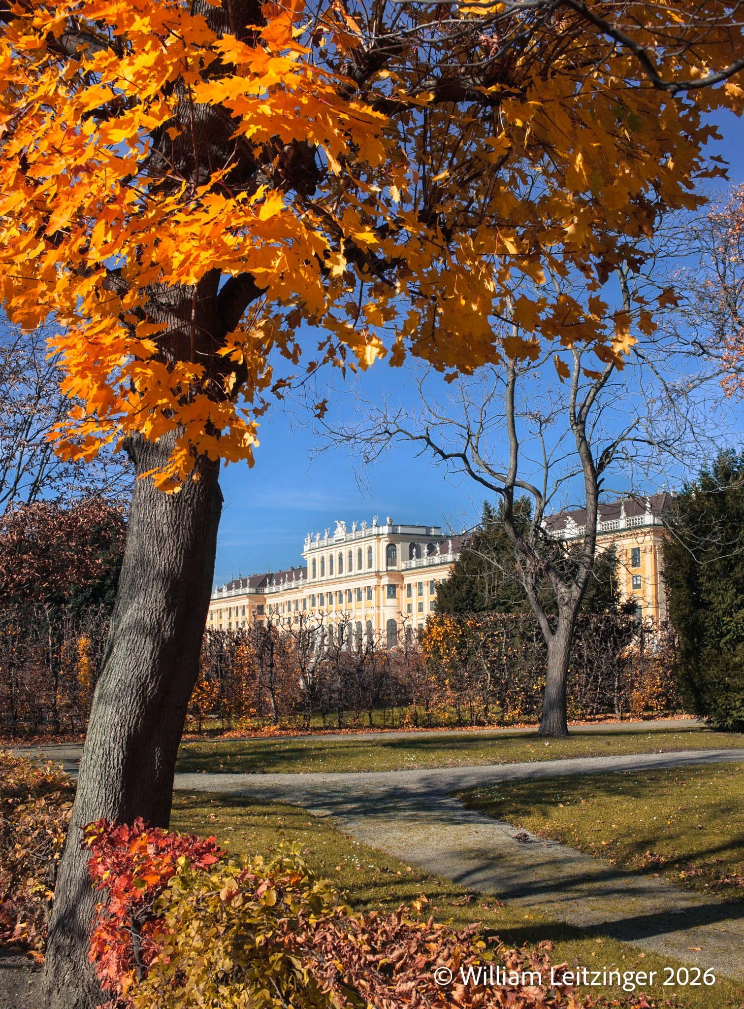 20101105-Travel-Nature-Urban-Austria-Vienna-Tree_with_Golden_Leaves_with_Shonbrunn_Palace_in_the_Background-4197-(Copyright).jpg