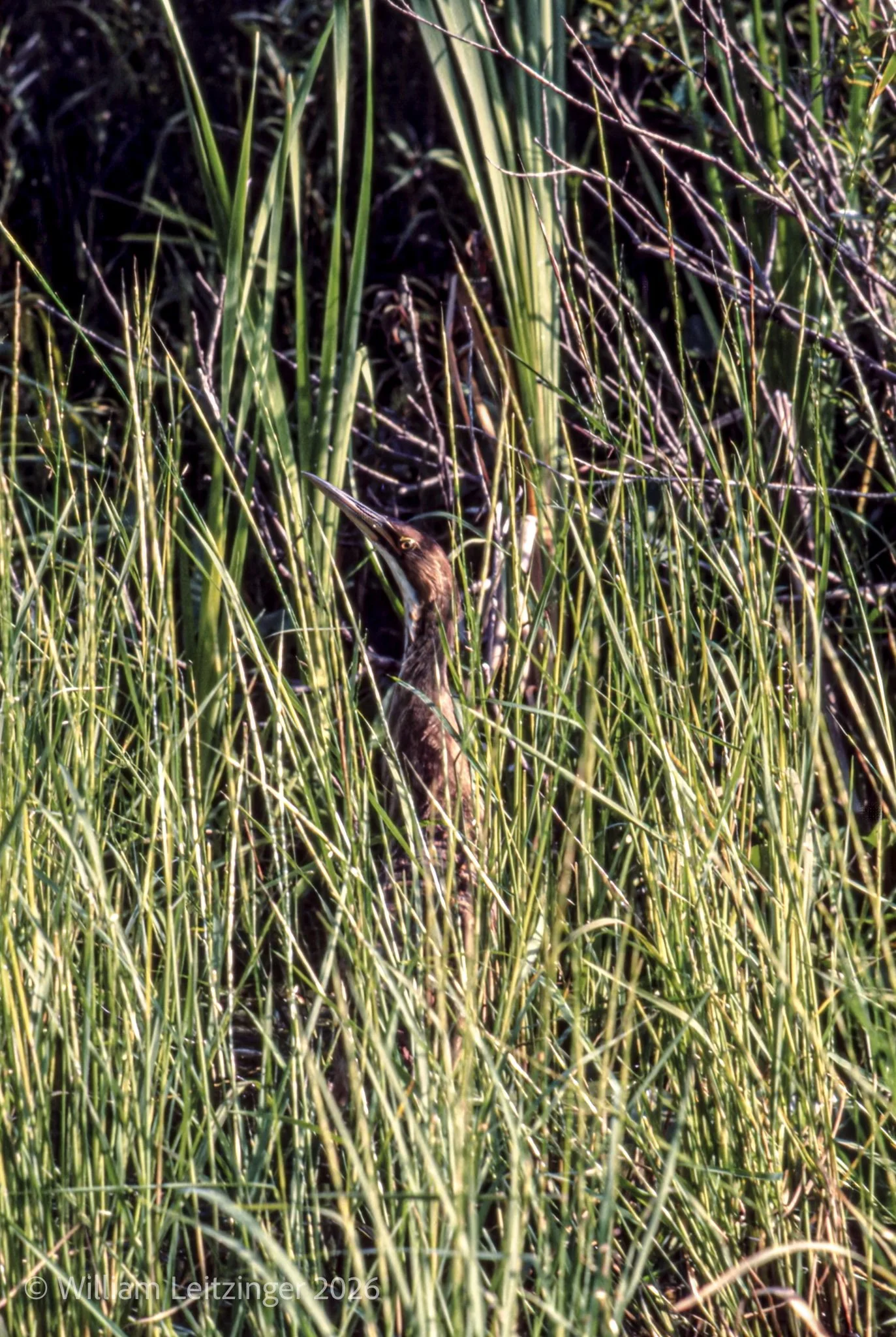 Heron Hiding in Reeds 1970s-01-(Copyright).jpg