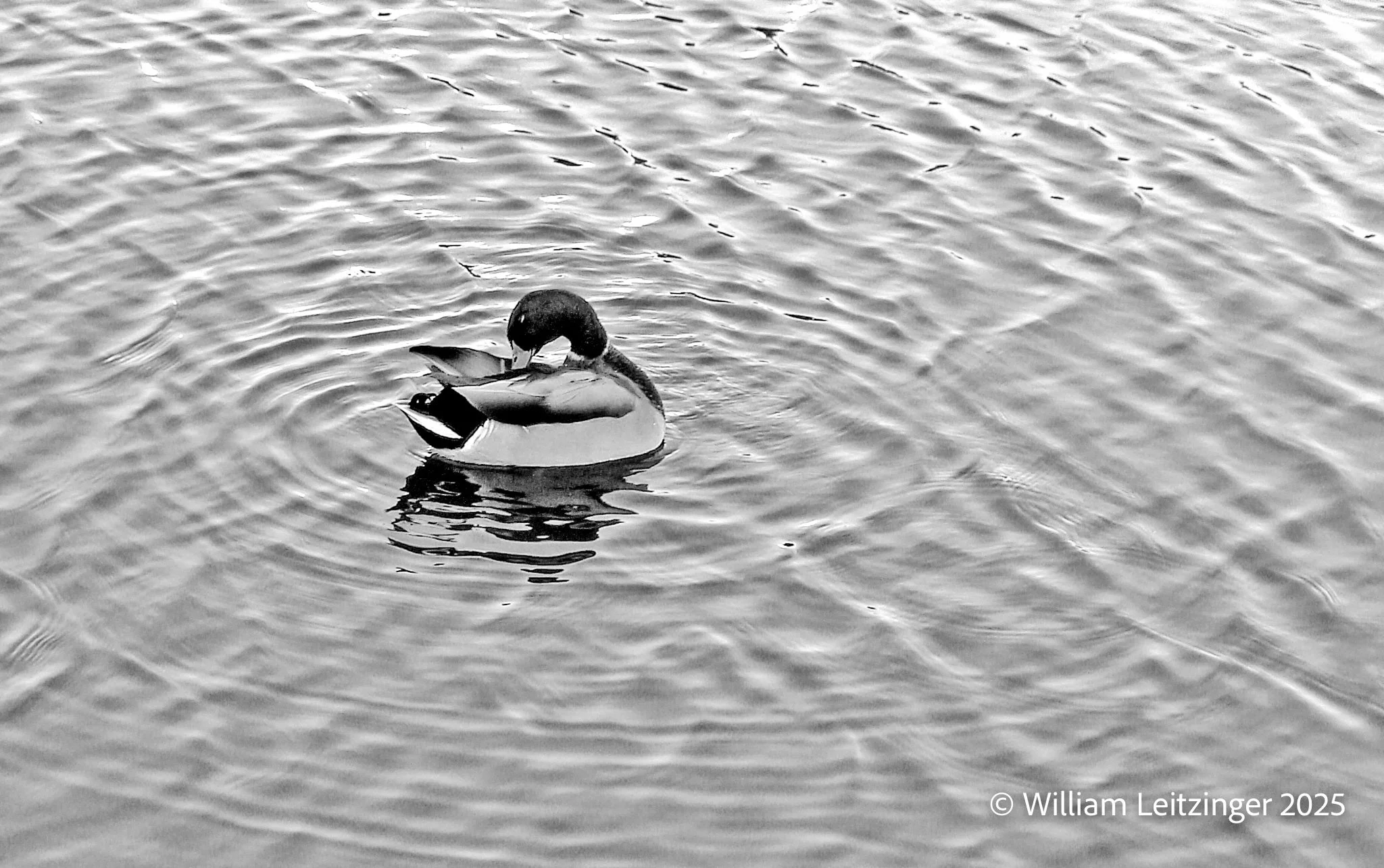 20070922-Male Mallard Duck B&W2-Edit-Edit-(Copyright).jpg