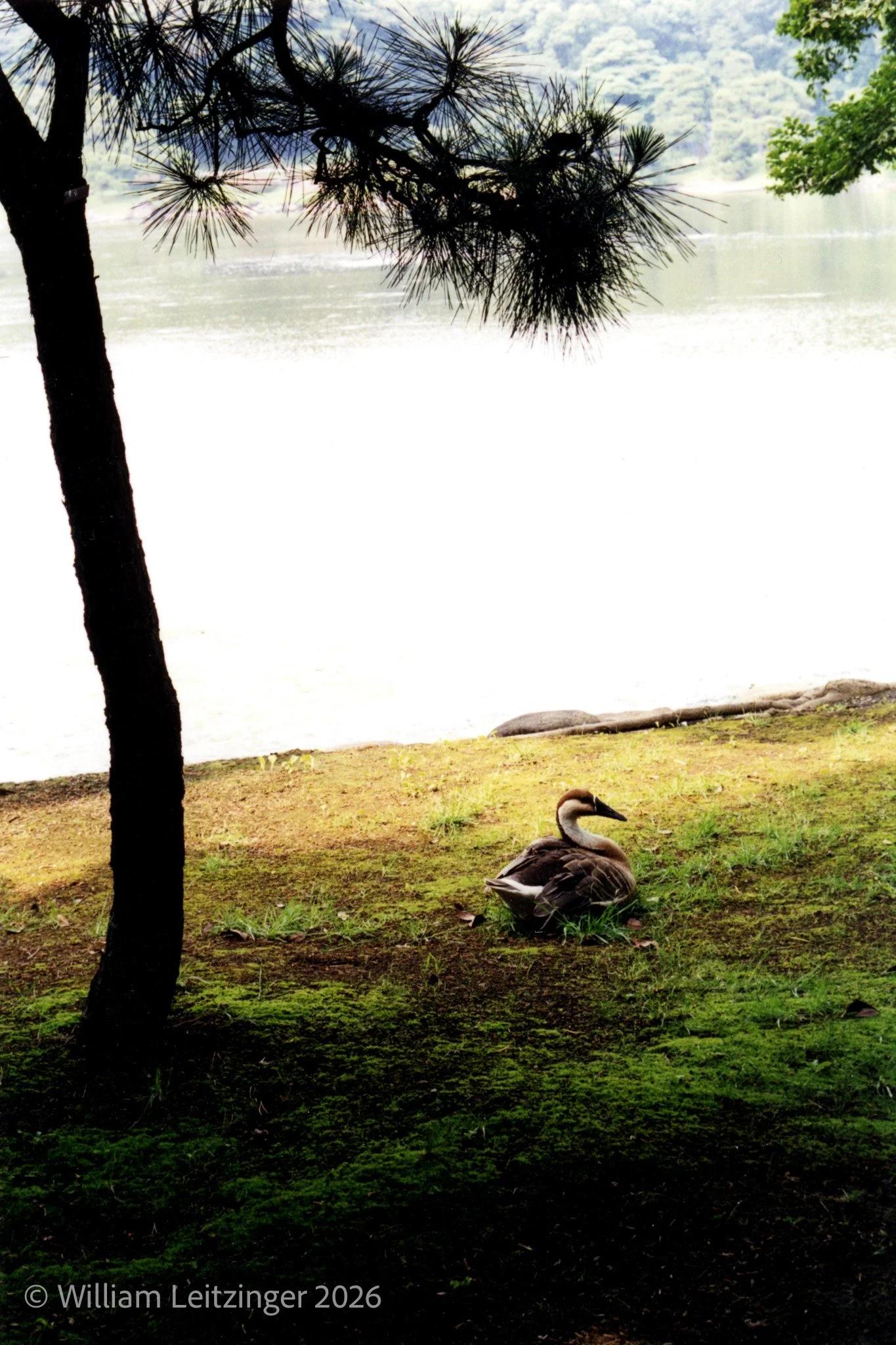 20100225-Animal-Bird-Japan-Japanese Duck-01(Copyright).jpg