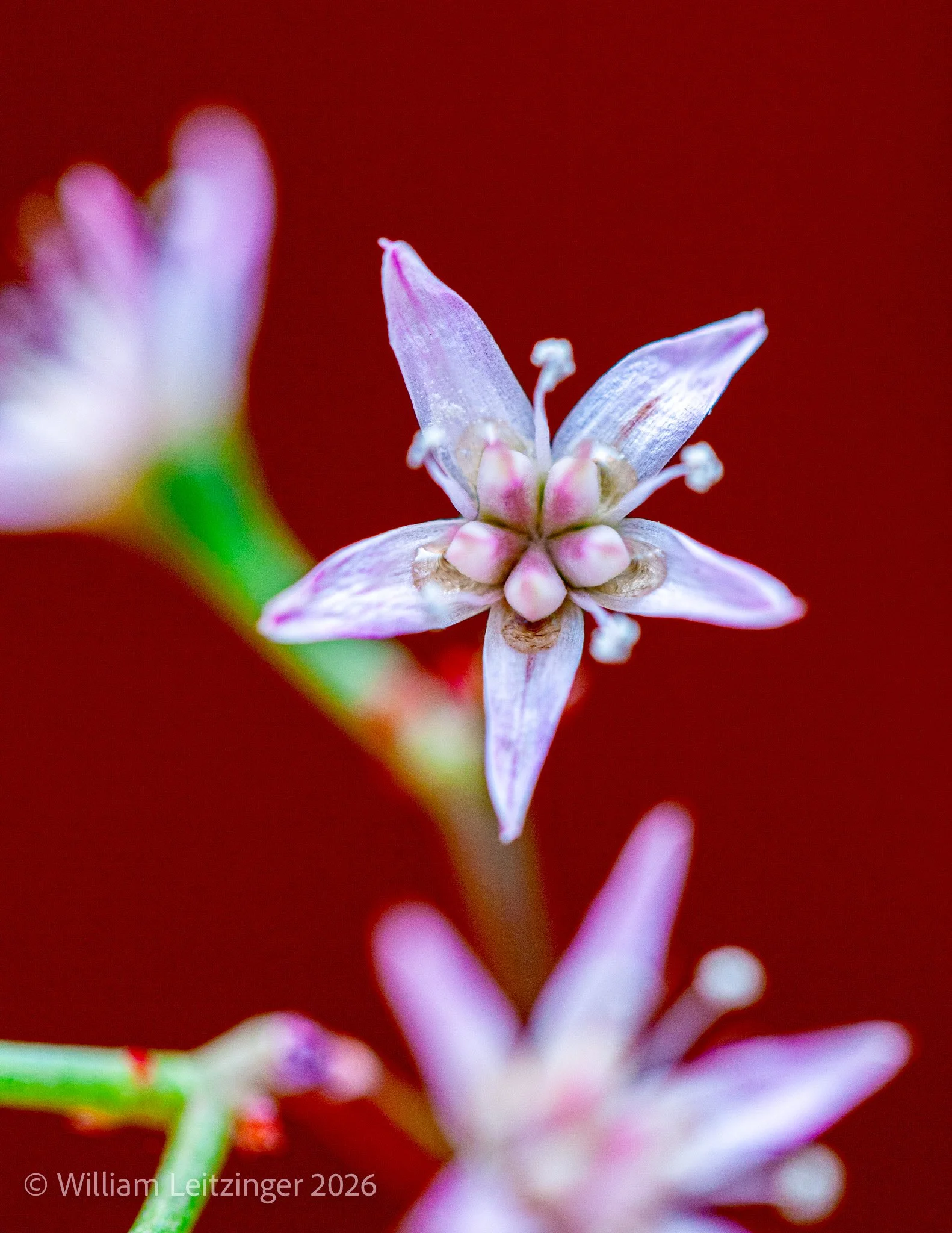20100408-Nature-Flowers-Macro-Japan-Tiny_Flowers_with_Five_Sided_Pedals-01-(Copyright).jpg