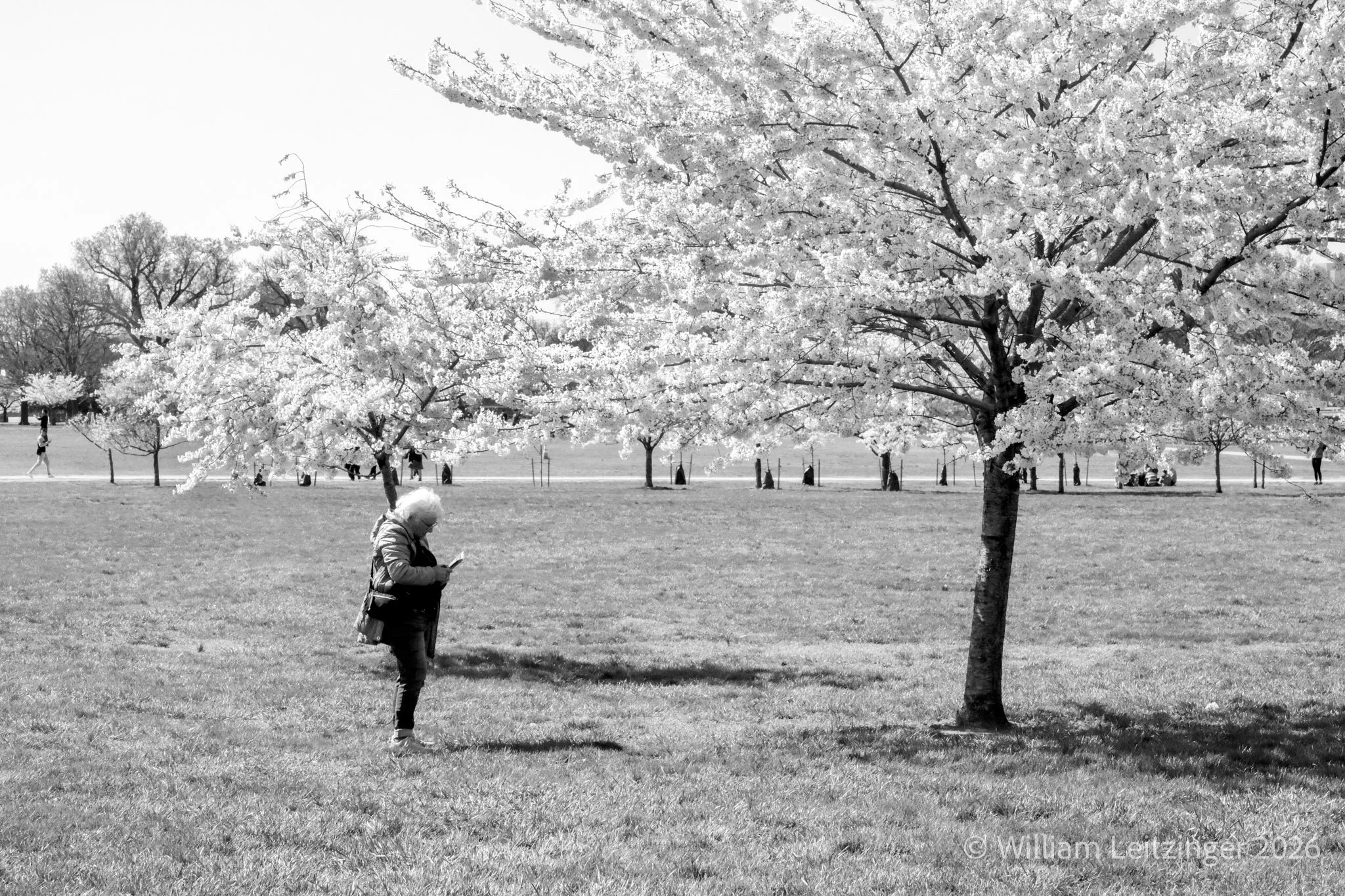 20230329-Landscape-DC-Washington-Old_Woman_Under_Cherry_Tree-01-B&W_Final_Edit-(Copyright).jpg