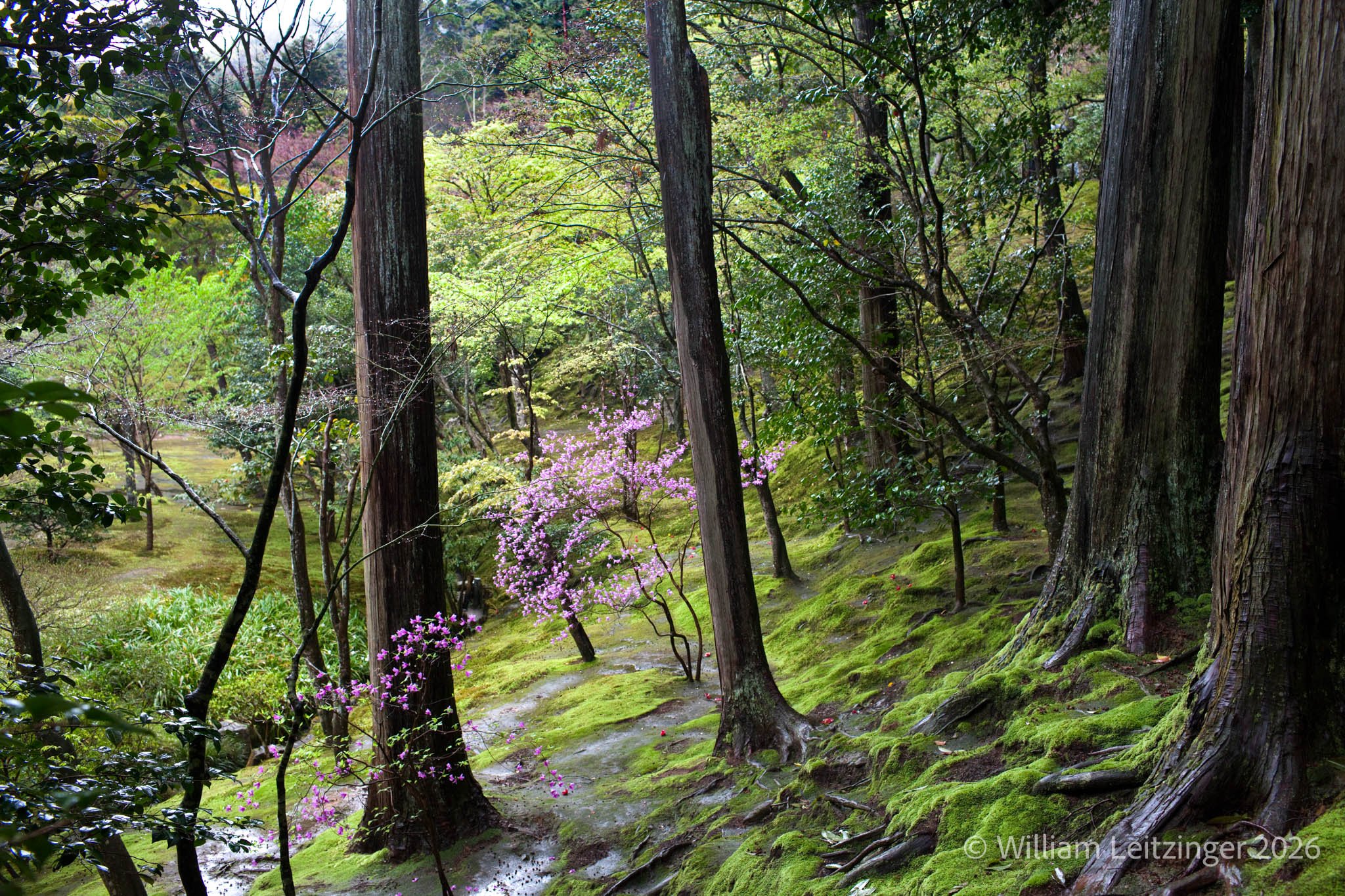 20100412-Nature-Japan-Kyoto-Woods_Landscape-01-(Copyright).jpg