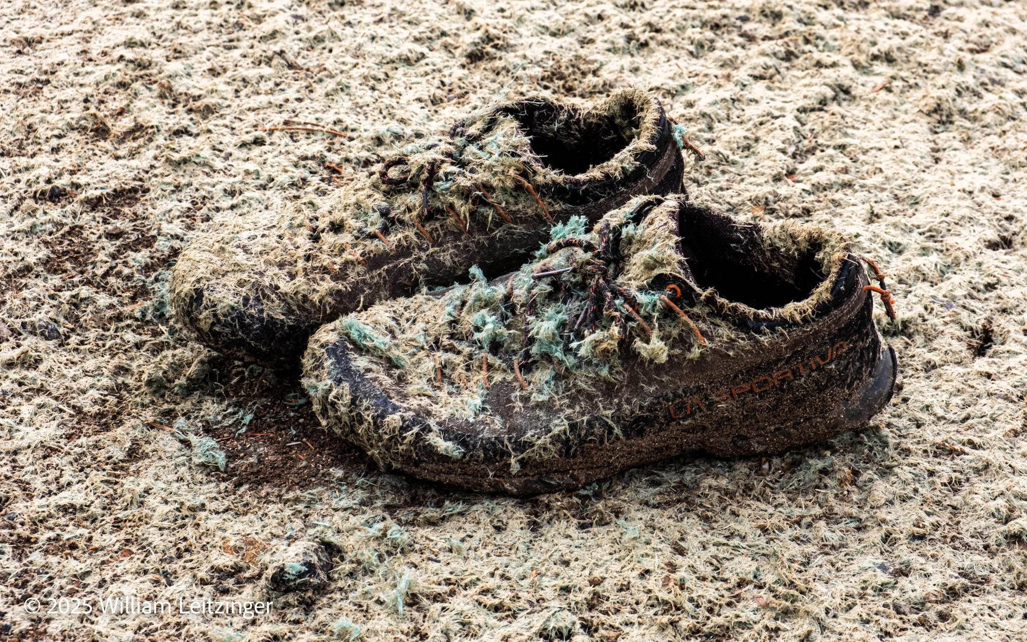 20241010-Landscape-CA-Shoes_Covered_in_Debris_Tuolumne_Meadows-1-(Copyright).jpg