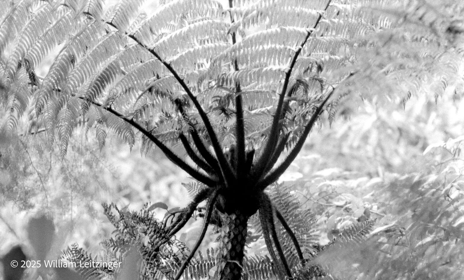 1978-Nature-PA-Poe_Paddy_State_Park-Fern_Bush-01-(Copyright).jpg