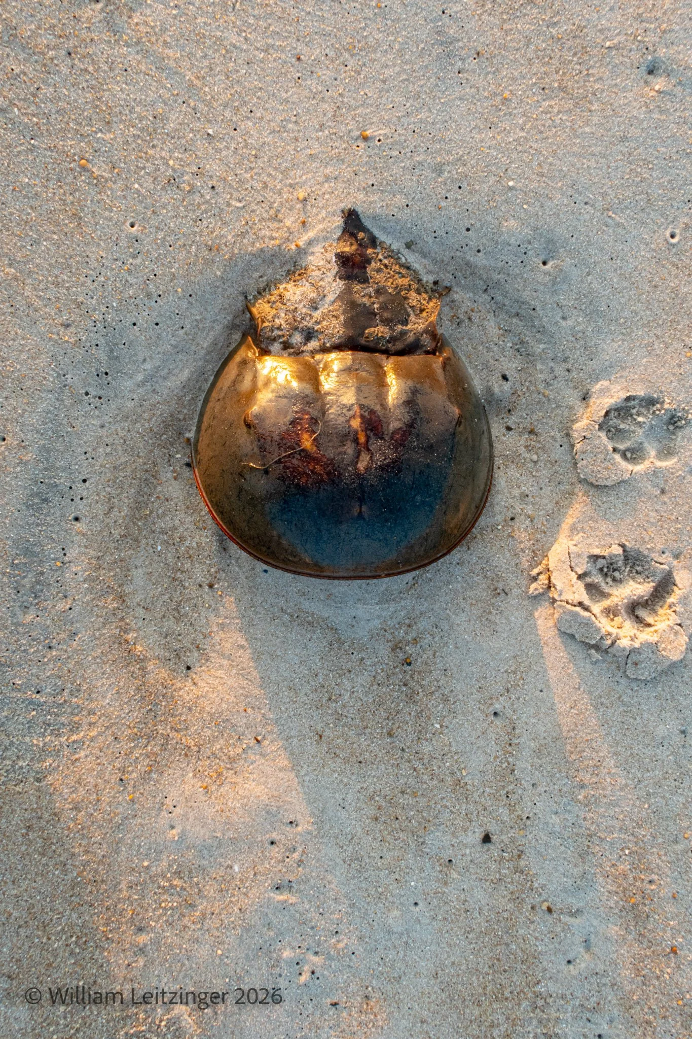 20200822-Nature-Animal-DE-Bethany_Beach-Horseshoe_Crab_on_Sand-01-(Copyright).jpg