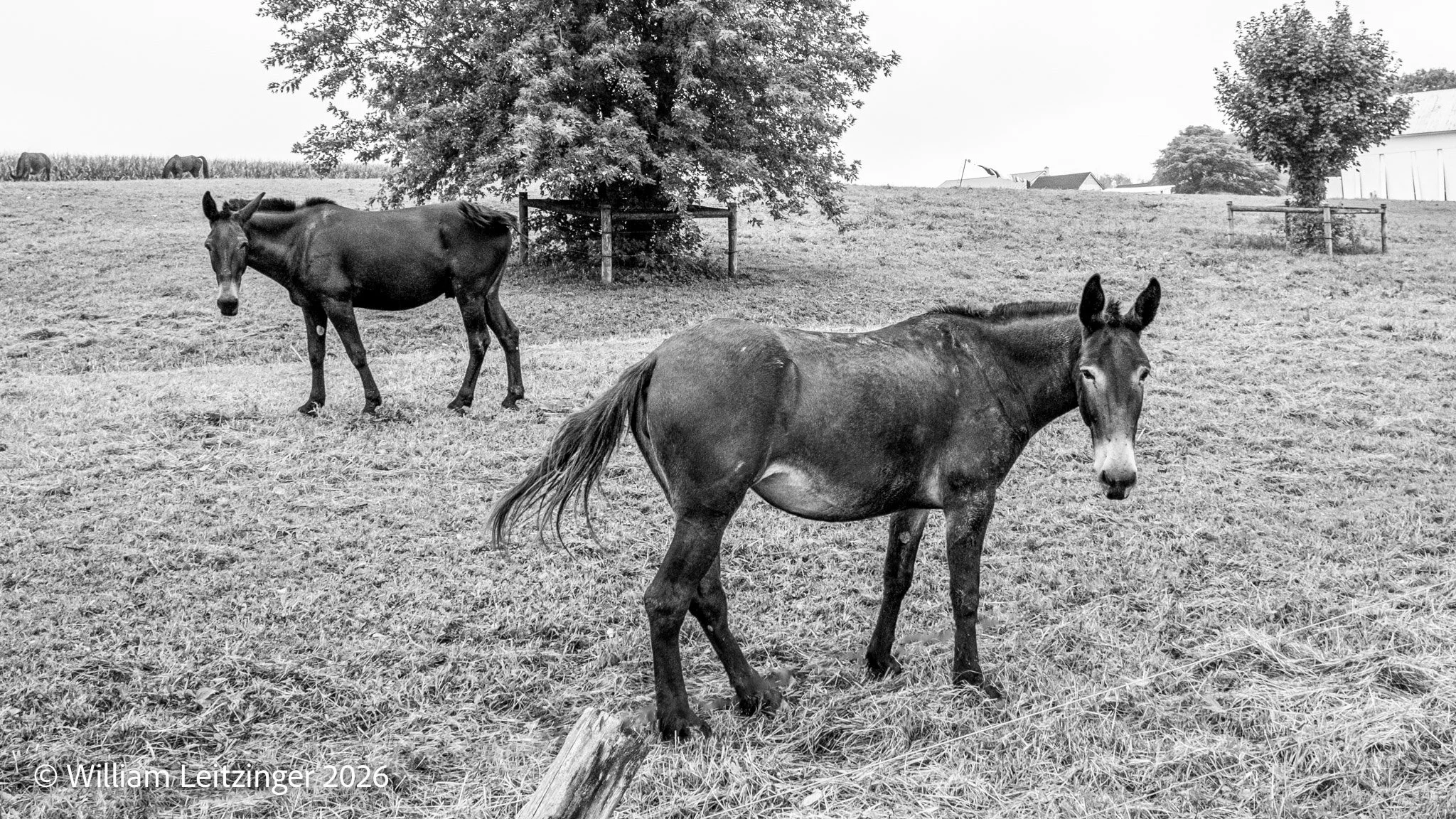 20260902-Nature-Horses-Animals-PA-Lancaster_County-Mules_in_Field-5225-B&W-Cropped_16x10-(Copyright) copy.jpg