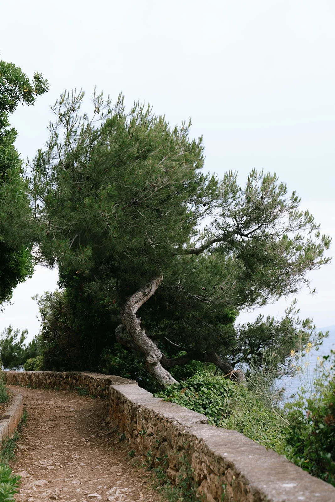 A stone trail surrounded by lush green trees on the Mediterranean coastline of the French Riviera