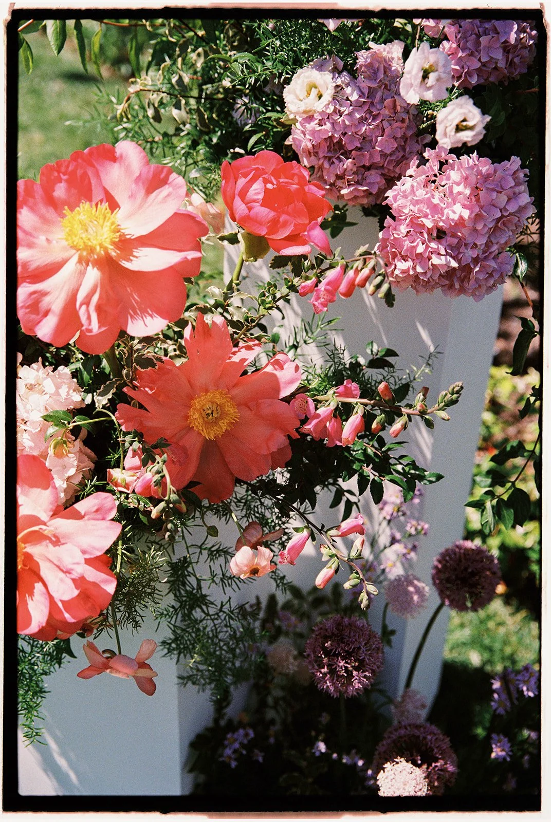  Artful, colorful garden ceremony floral arrangements by  Ashley Sands, Esprit Floral Co.   Bright coral colored peonies surrounded by pink foxgloves. 35 mm film. 