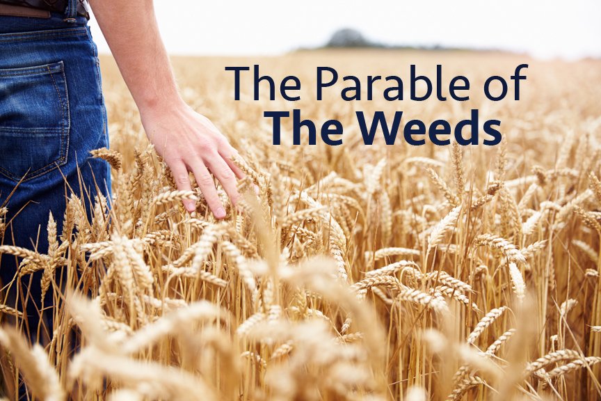 Weeds and Seeds