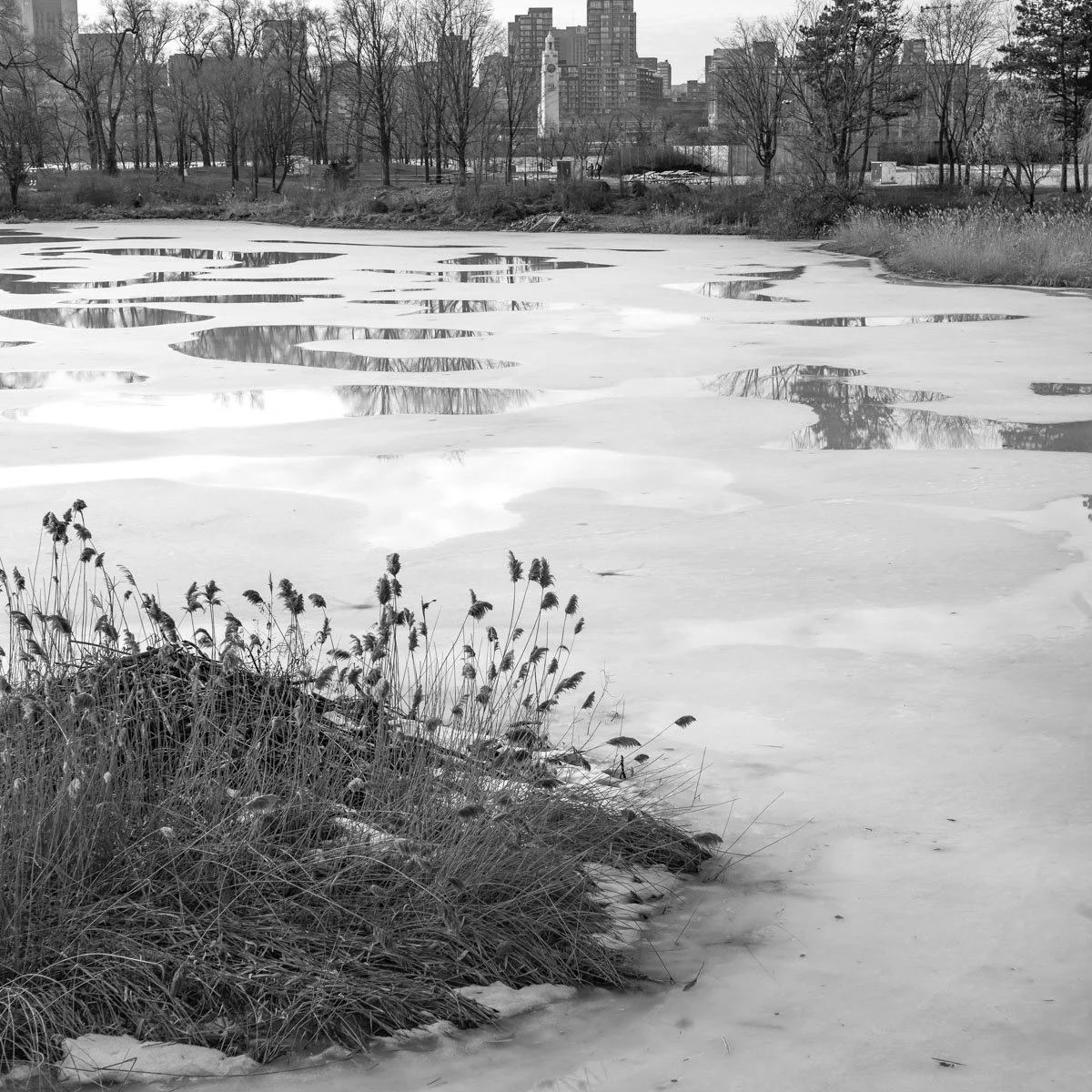 lac des Cygnes - 03.2024