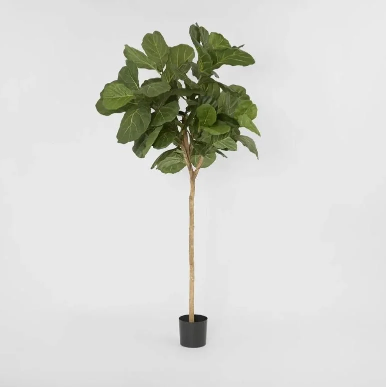 Fiddle Leaf Tree