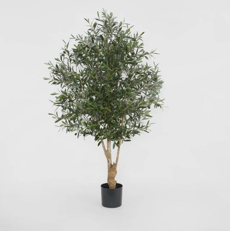 Olive Tree