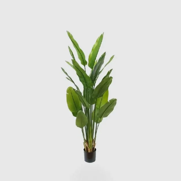 Bird Of Paradise 180cm