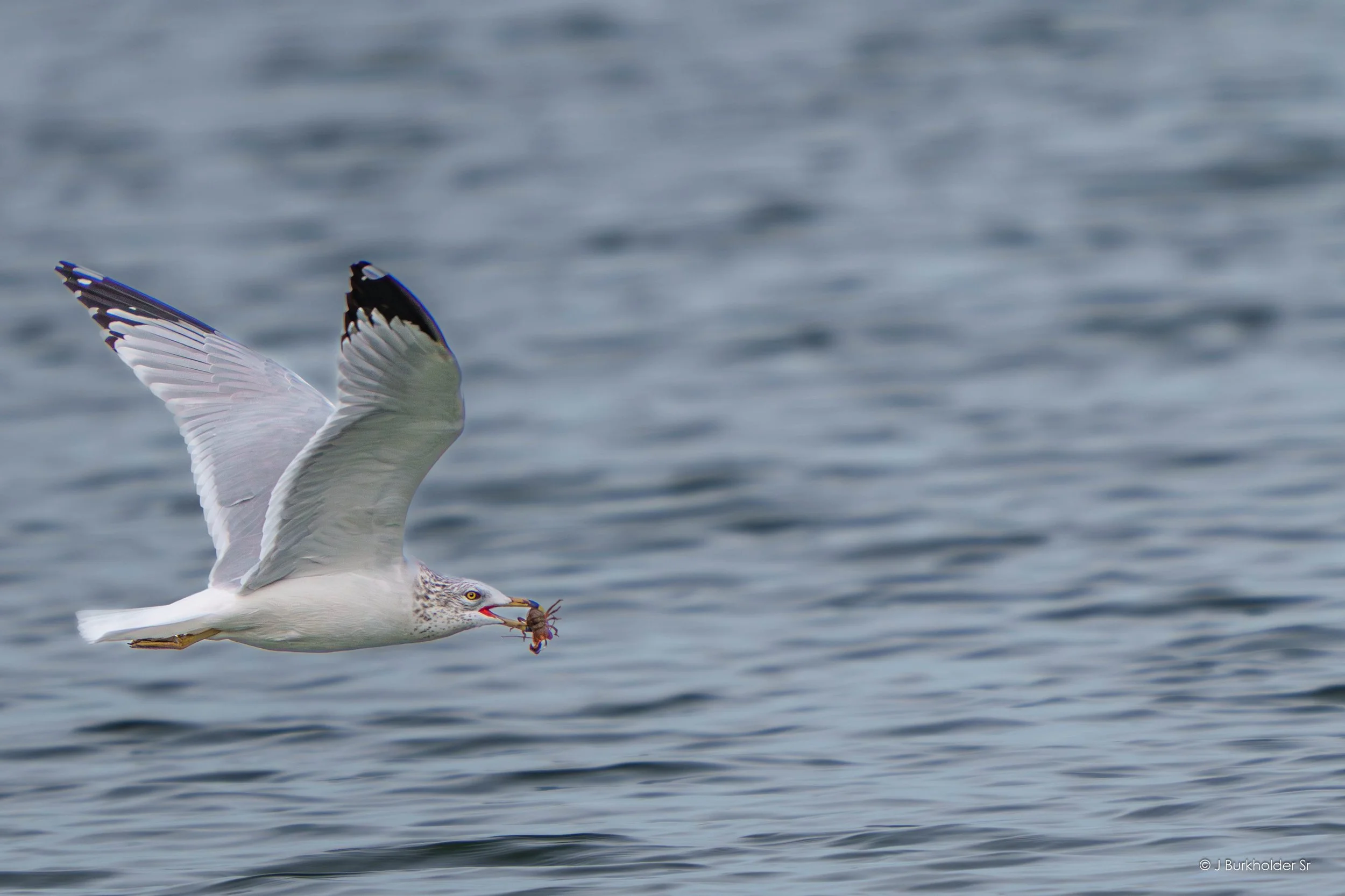Ring Billed Gull with Crayfish