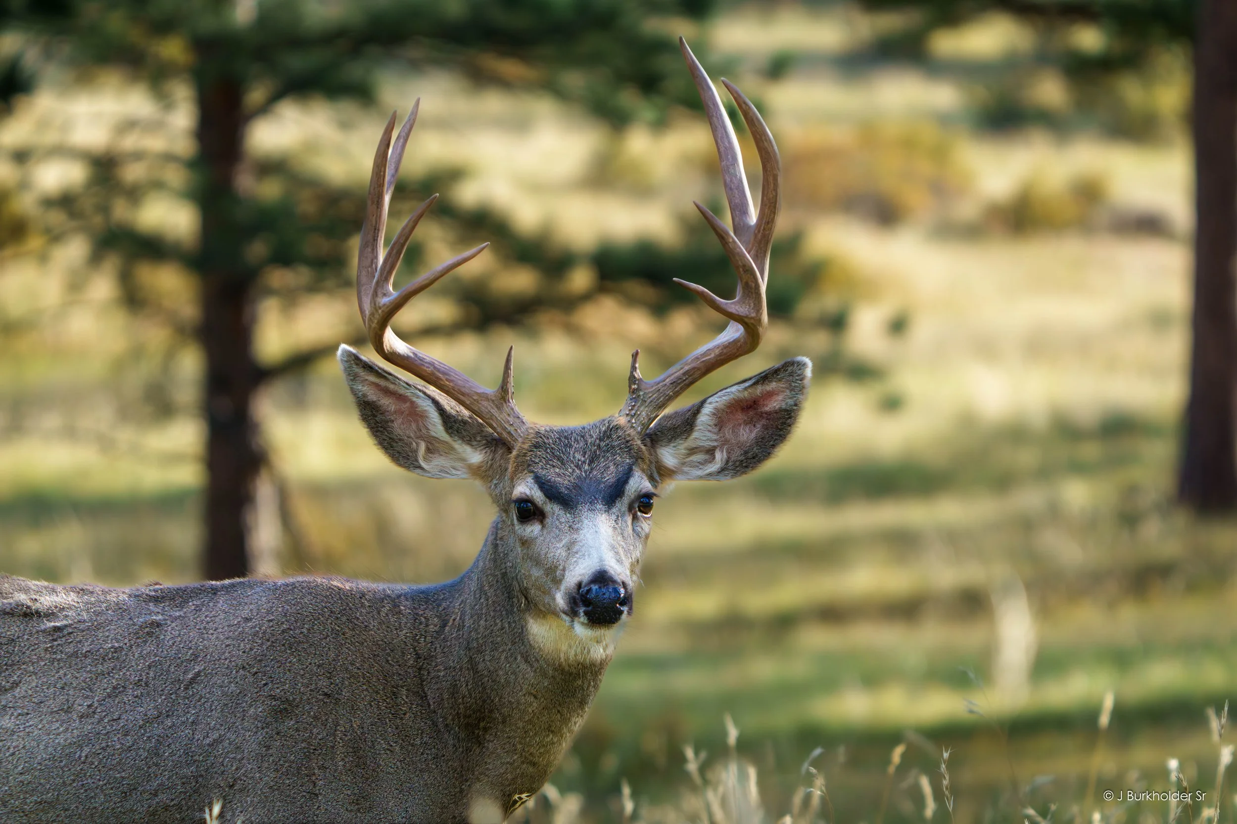 Mule Deer